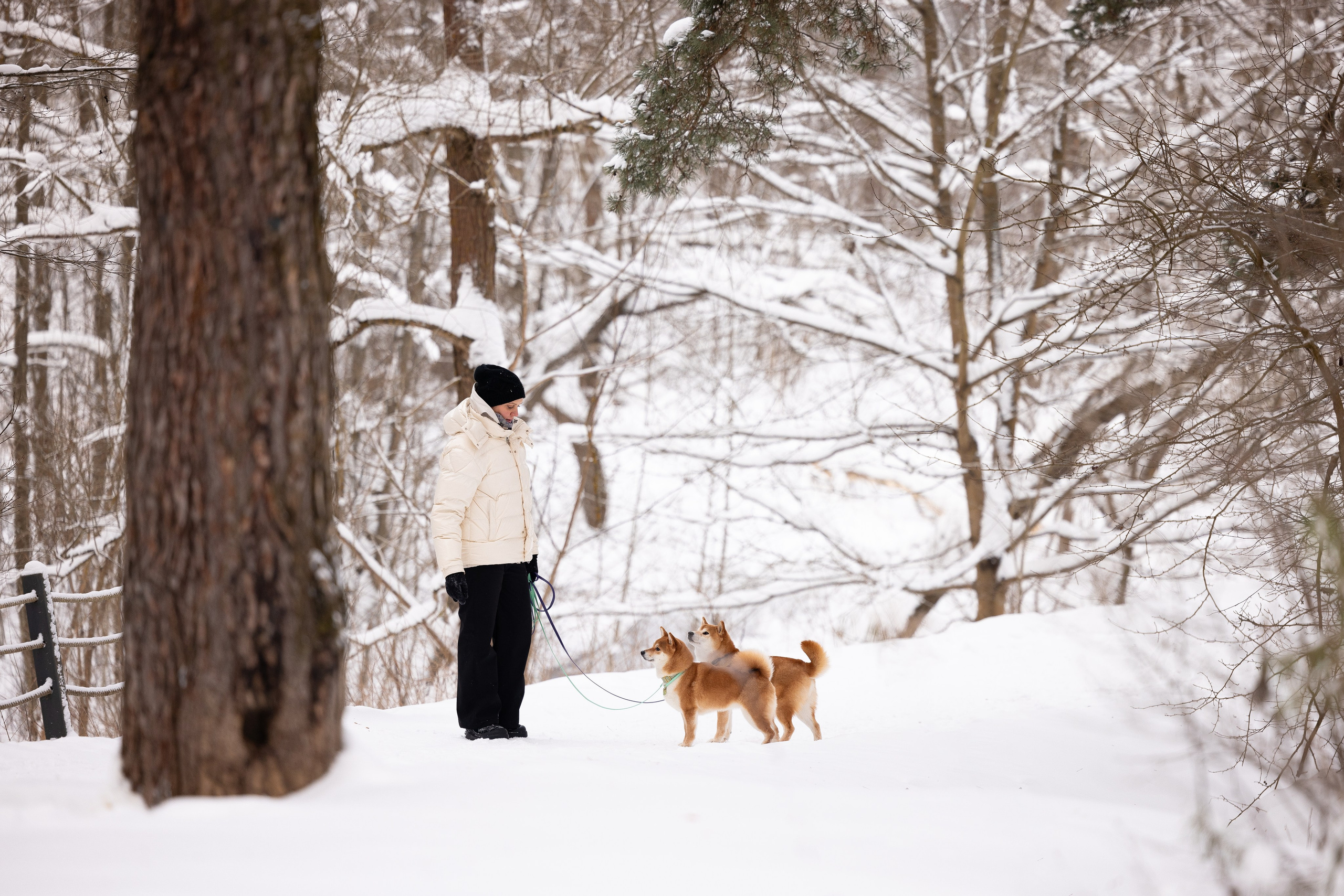 Юми, Серж и Тоши. Фотограф и видеограф анималист Аганина Дарья