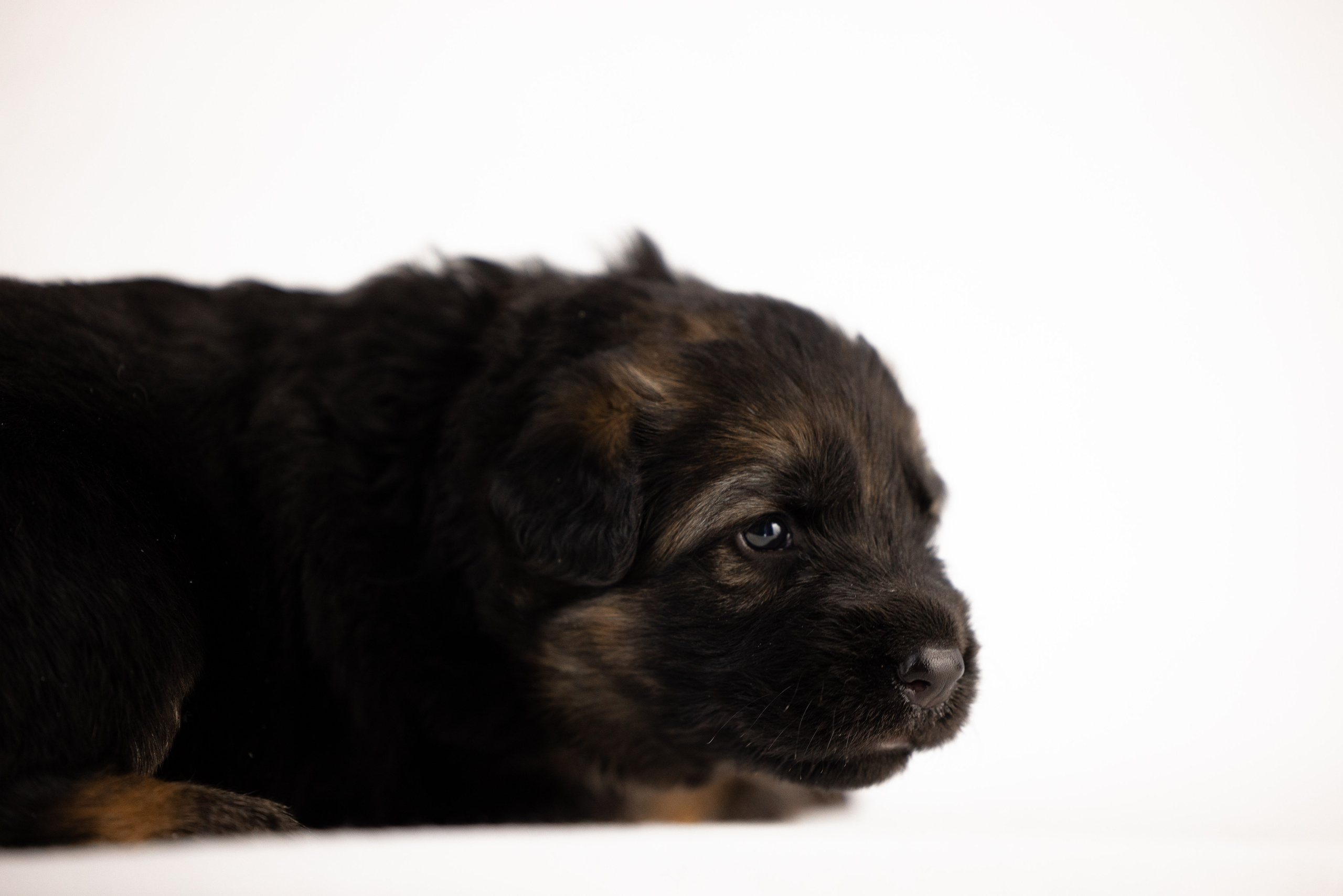 Немецкая овчарка. Фотограф и видеограф анималист Аганина Дарья