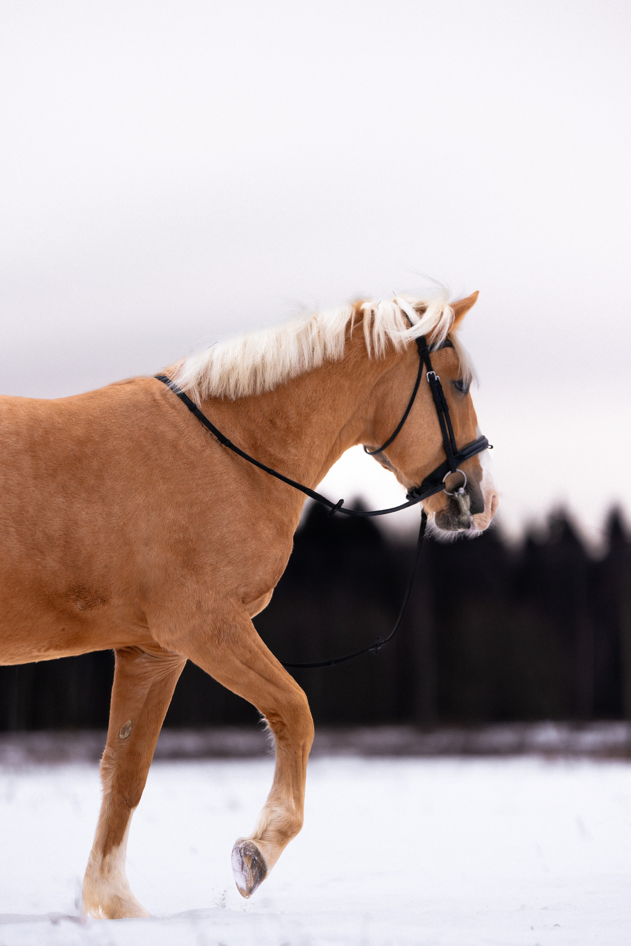 Бейкер. Фотограф и видеограф анималист Аганина Дарья
