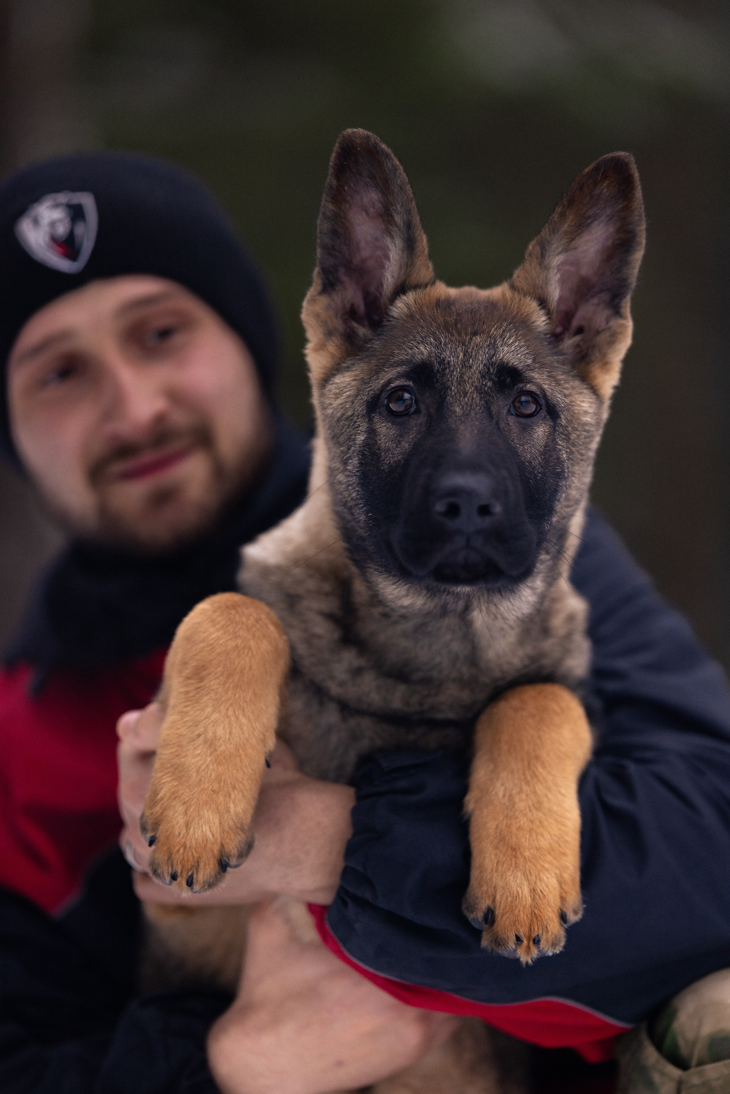 Немецкая овчарка. Фотограф и видеограф анималист Аганина Дарья