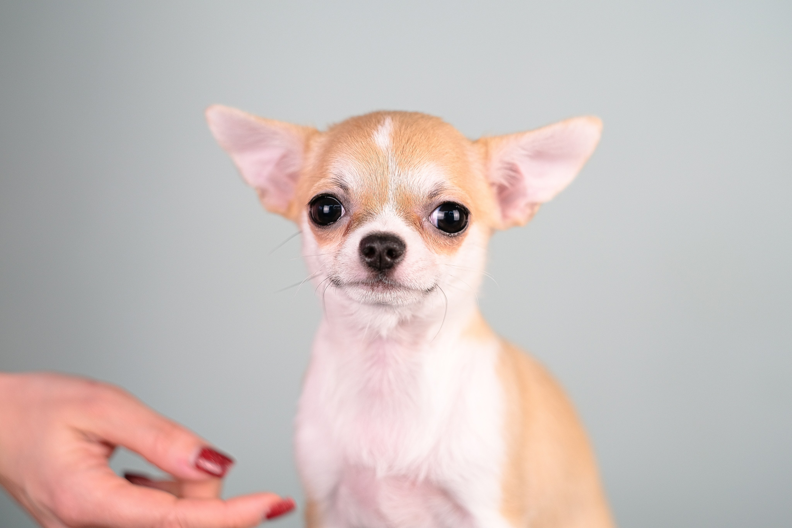 Чихуа хуа. Фотограф и видеограф анималист Аганина Дарья