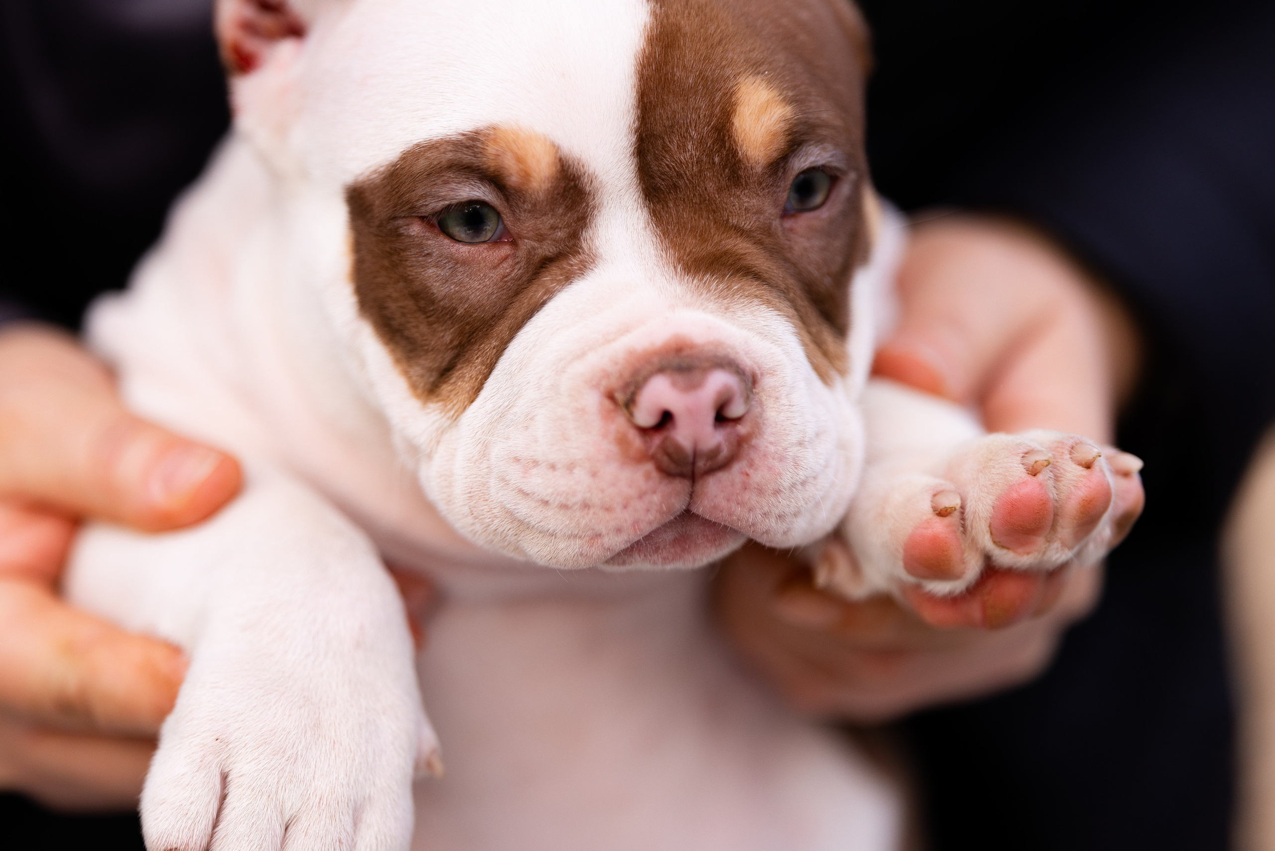 Булли. Фотограф и видеограф анималист Аганина Дарья