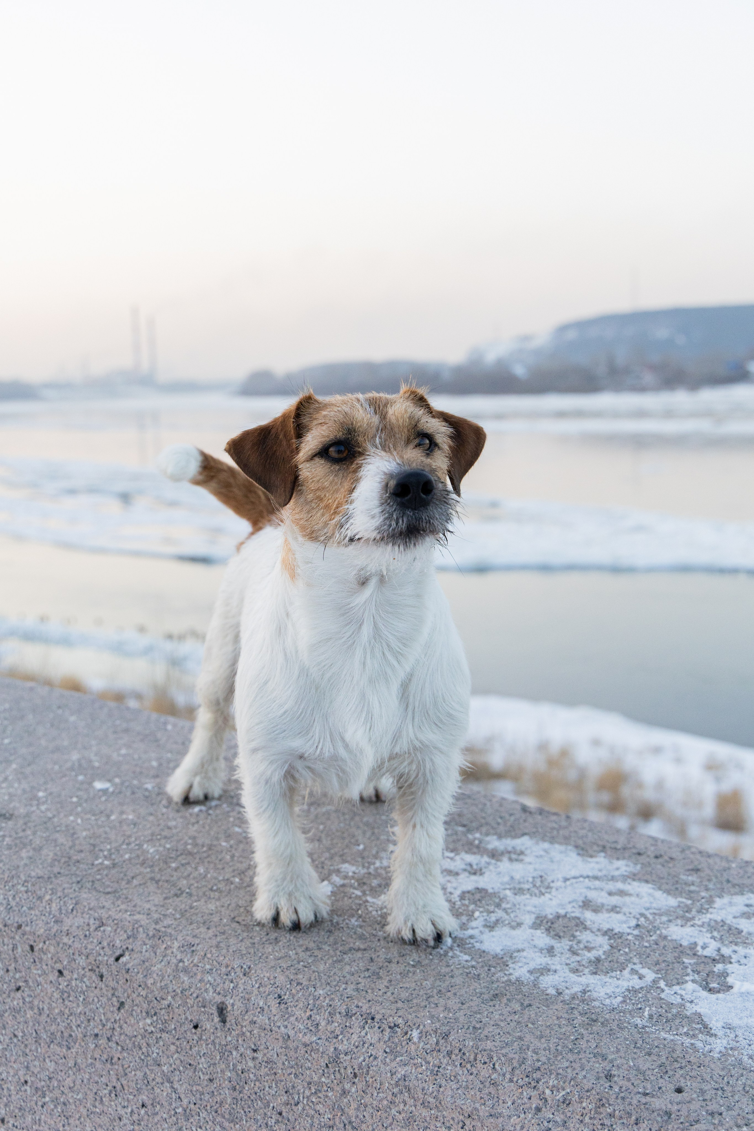 Фотосъёмка животных. Профессиональная коммерческая, промышленная и репортажная фотосъёмка для бизнеса