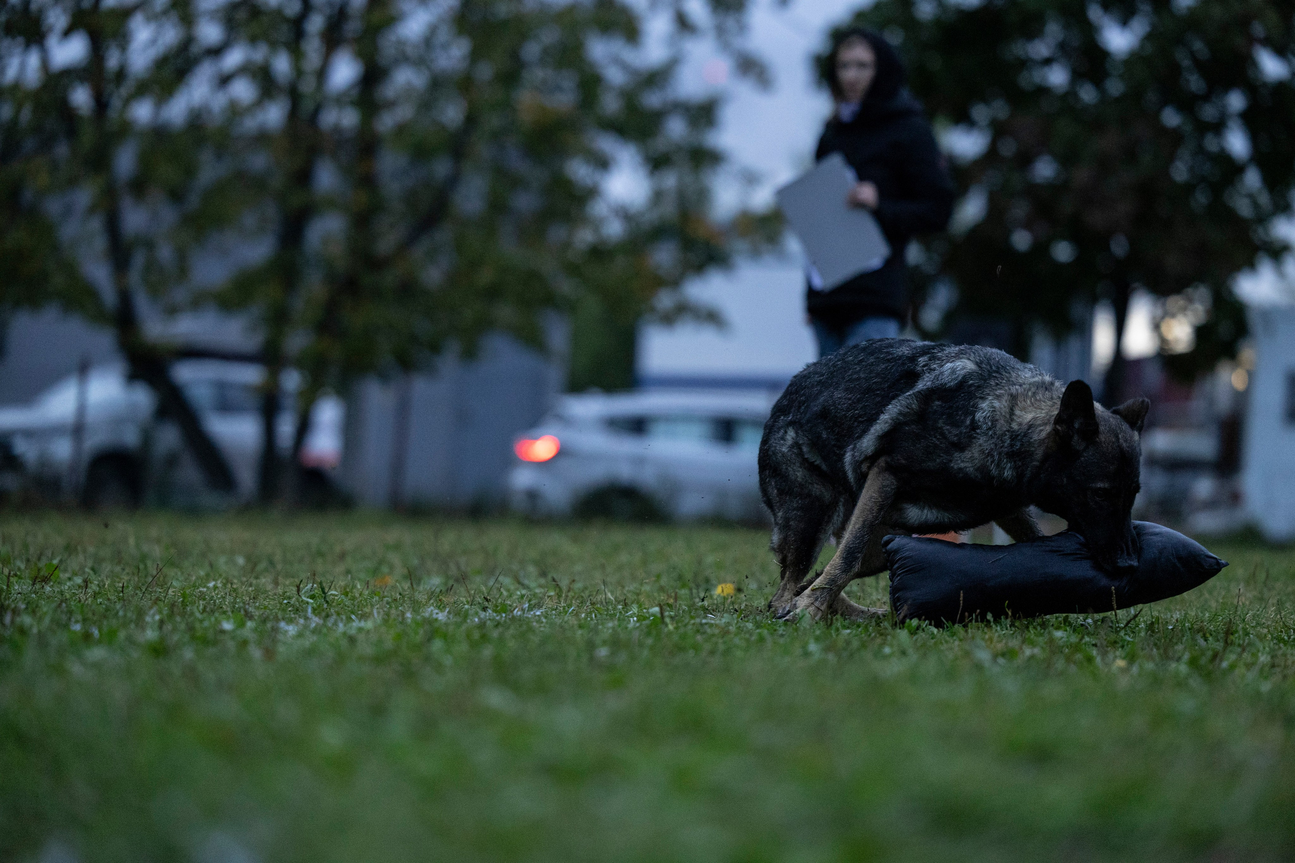 Испытания по Мондьорингу г. Пушкин. Фотограф-анималист Анна Маринич