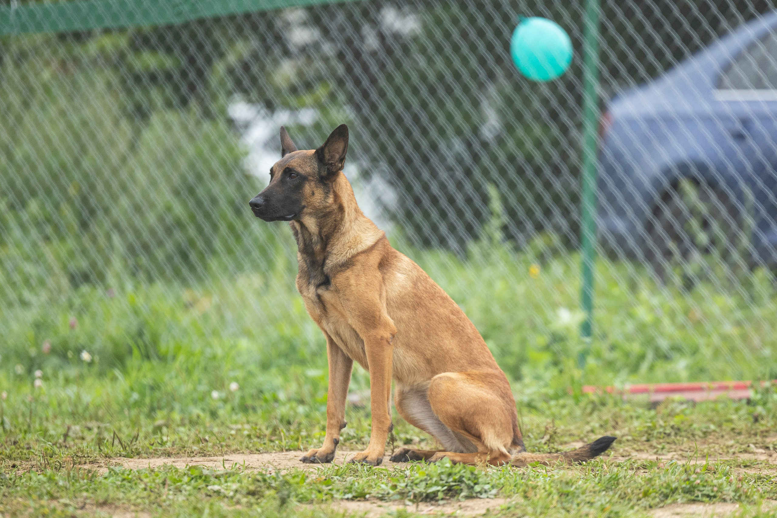 Соревнования по Мондьорингу г. Вологда 10-11.08.2024. Фотограф-анималист Анна Маринич