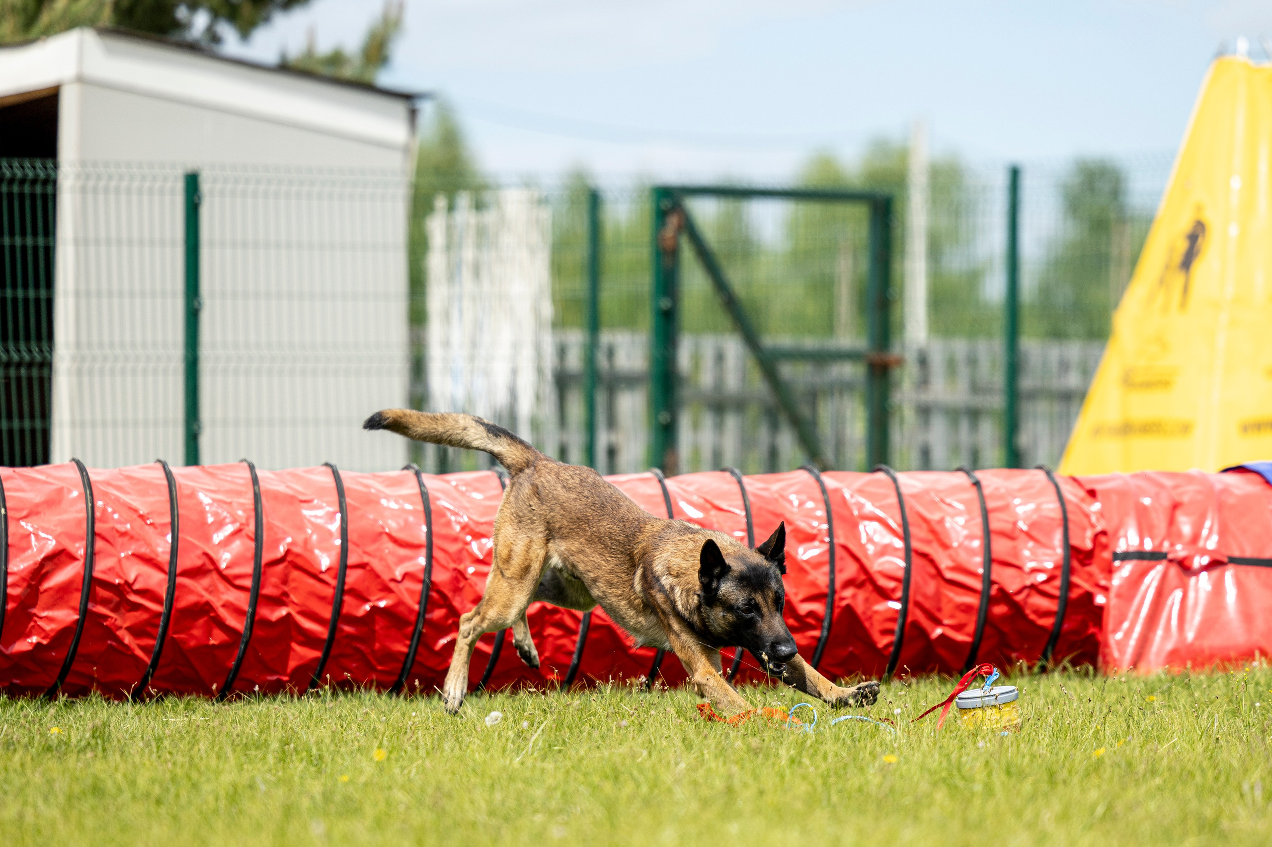Испытания по мондьорингу в Нижнем Новгороде. Фотограф-анималист Анна Маринич