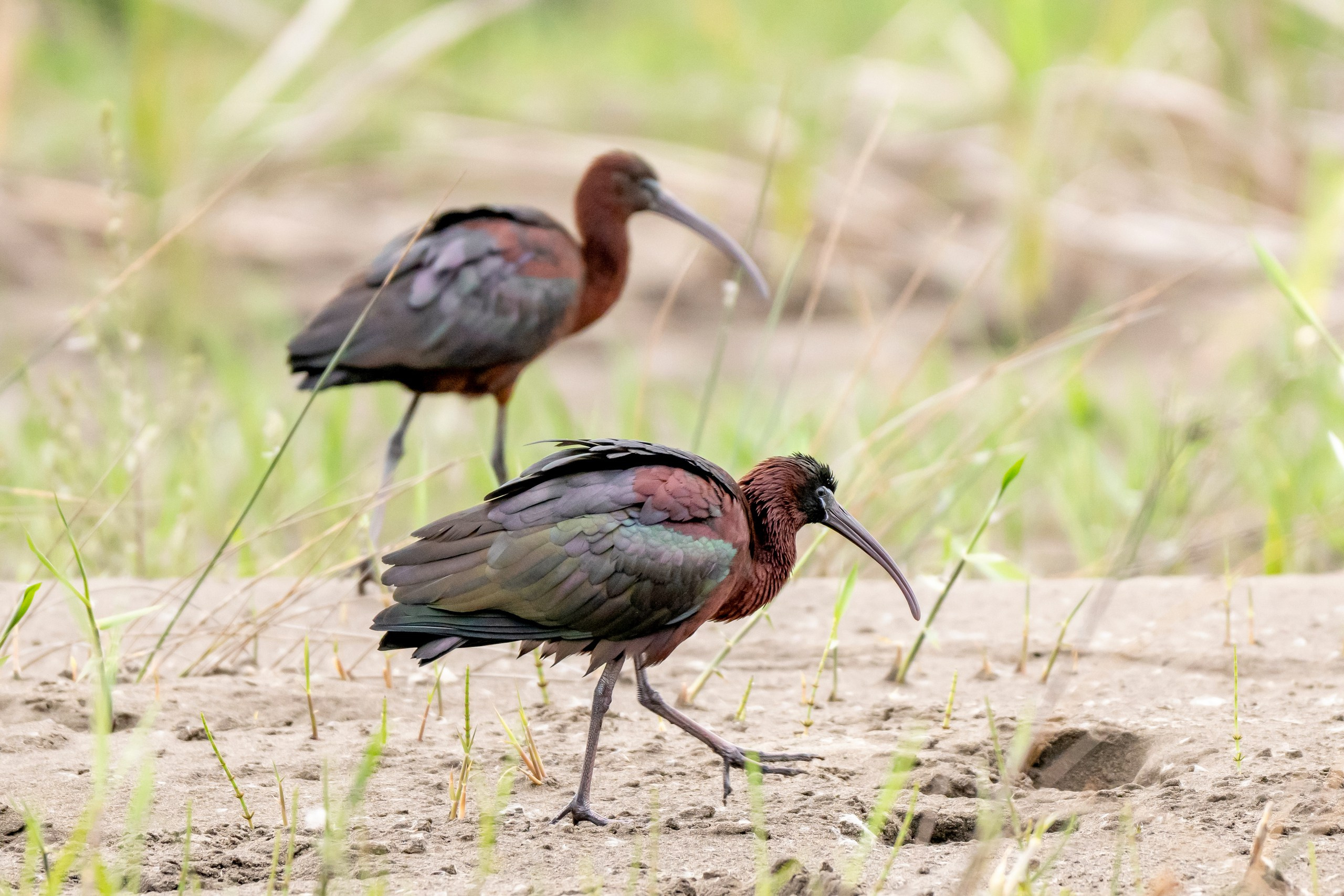 Дикая природа Дагестана. Май 2025 г. Foto-Zuev фотография как искусство