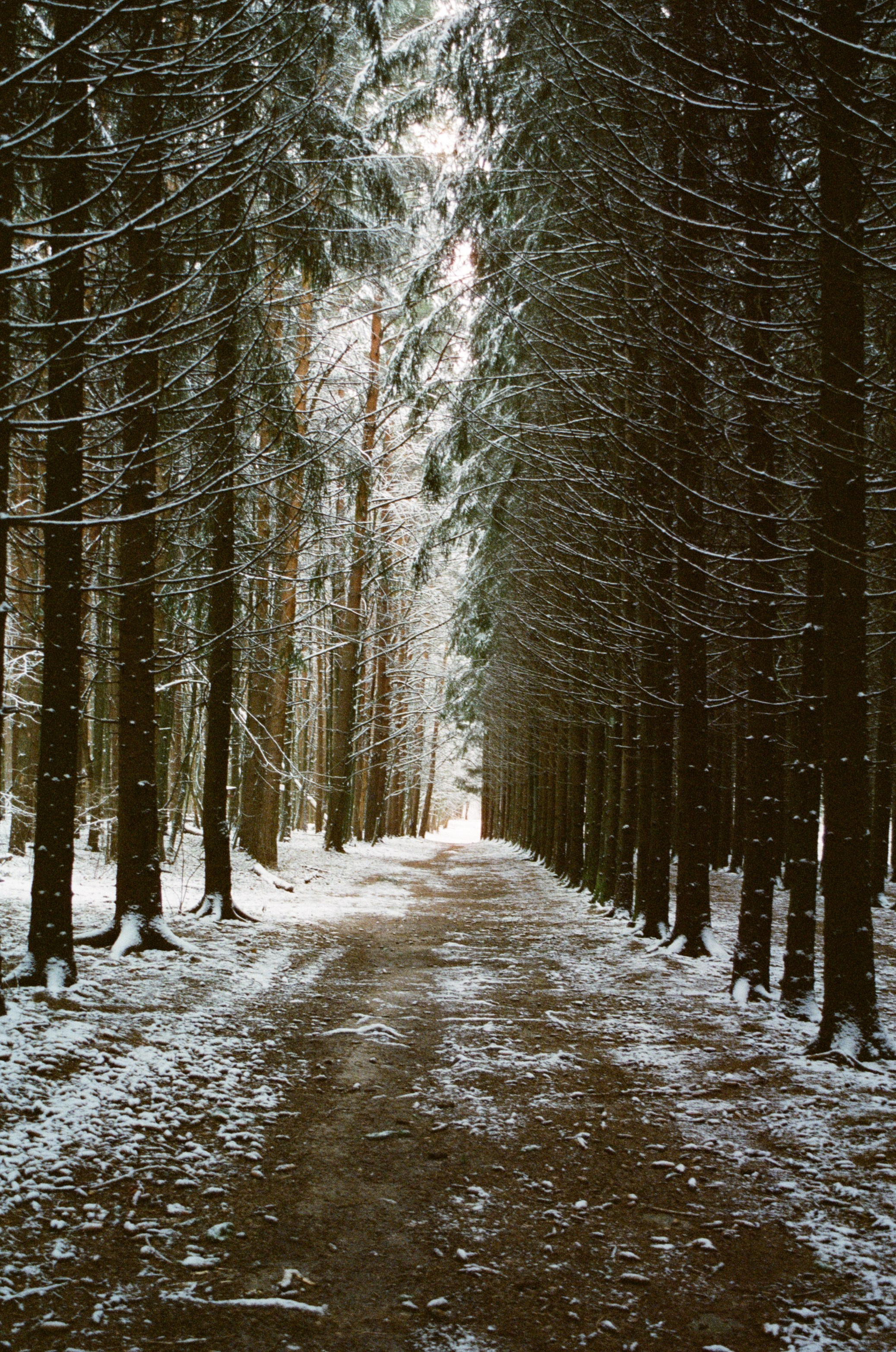 Марафон у Дома | Бутовский лесопарк. Фотограф Диана Иремадзе