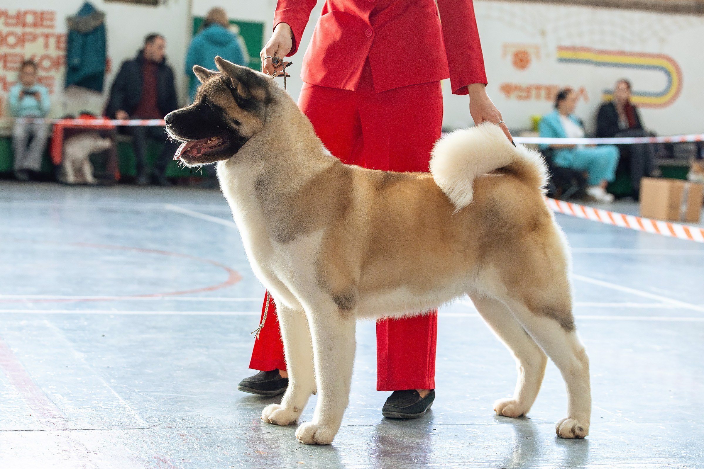 23 ноября 2024, Выставка РКФ, г. Пермь. Htykk_photo