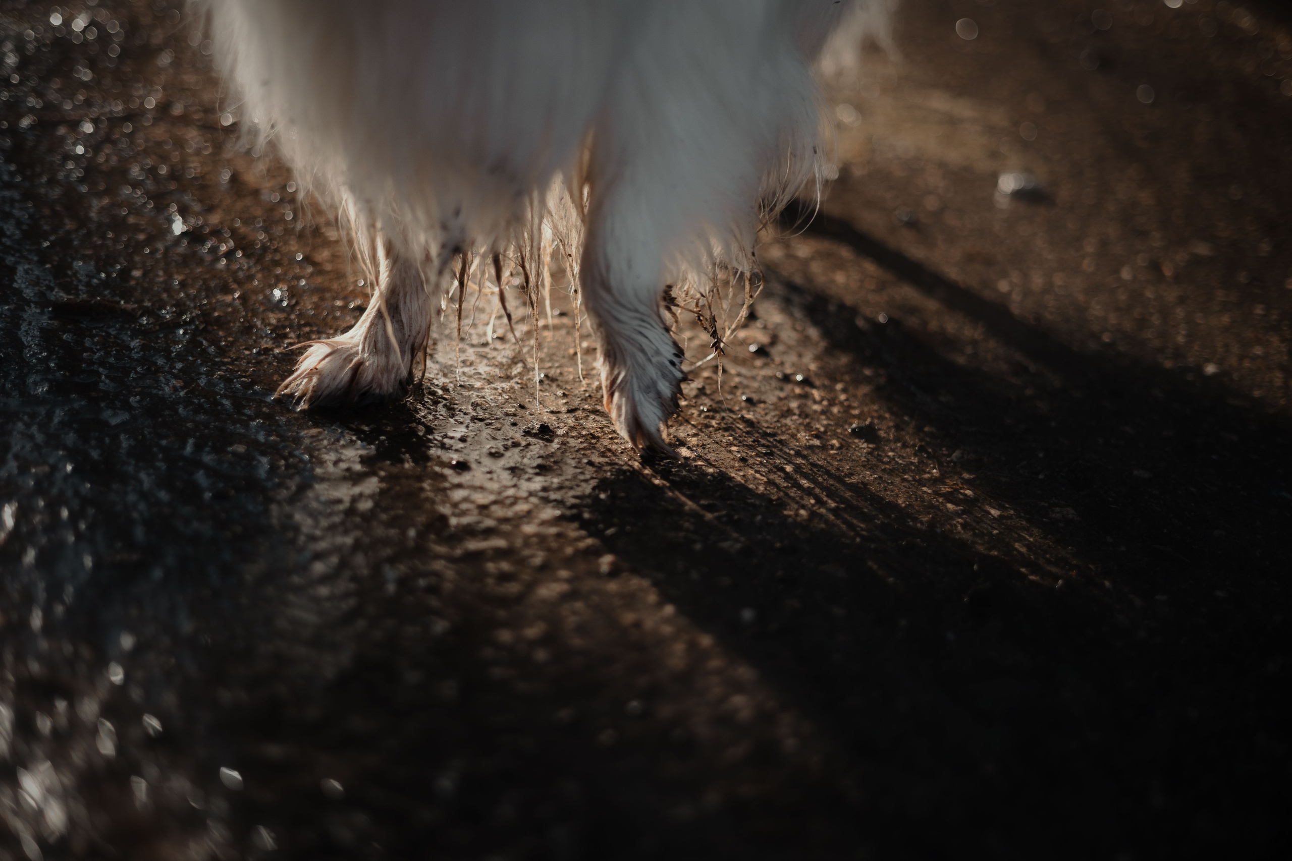 Екатерина Справцева фотограф анималист - портфолио фото. Фотограф Анималист Екатерина Справцева в Нижнем Новгороде