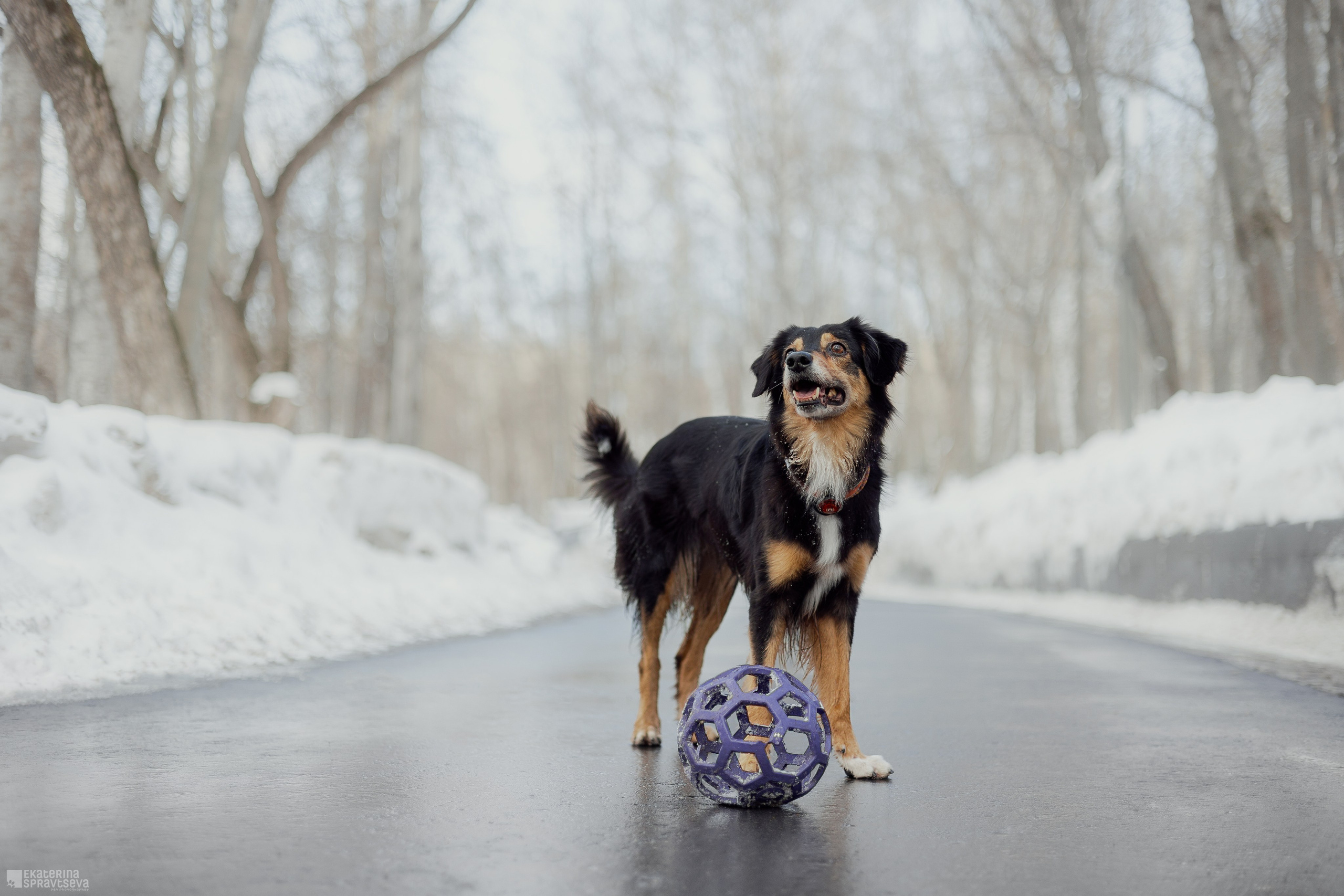 Алла и Кобра. Фотограф Анималист Екатерина Справцева в Нижнем Новгороде