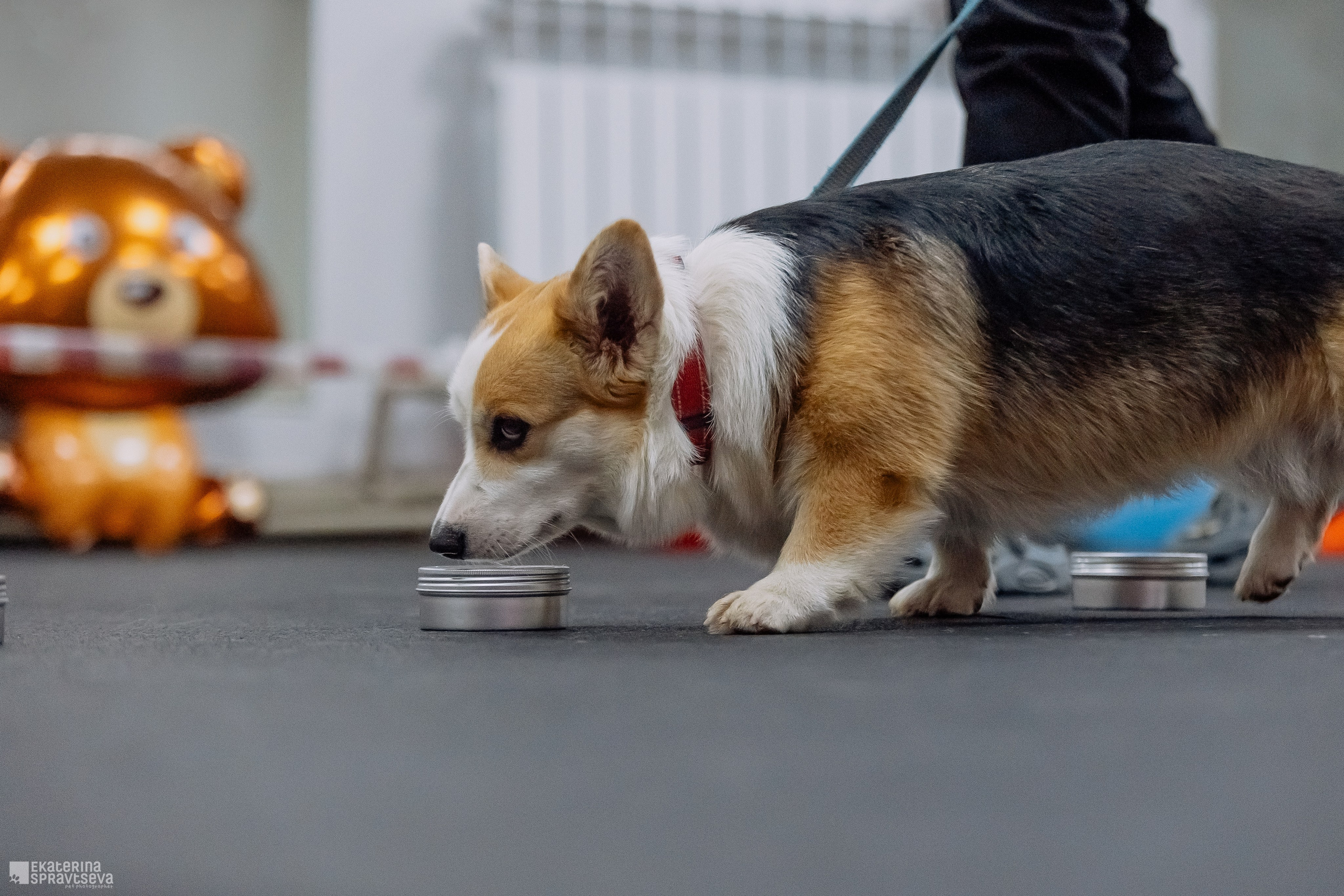 Праздник NoseWork. Фотограф Анималист Екатерина Справцева в Нижнем Новгороде