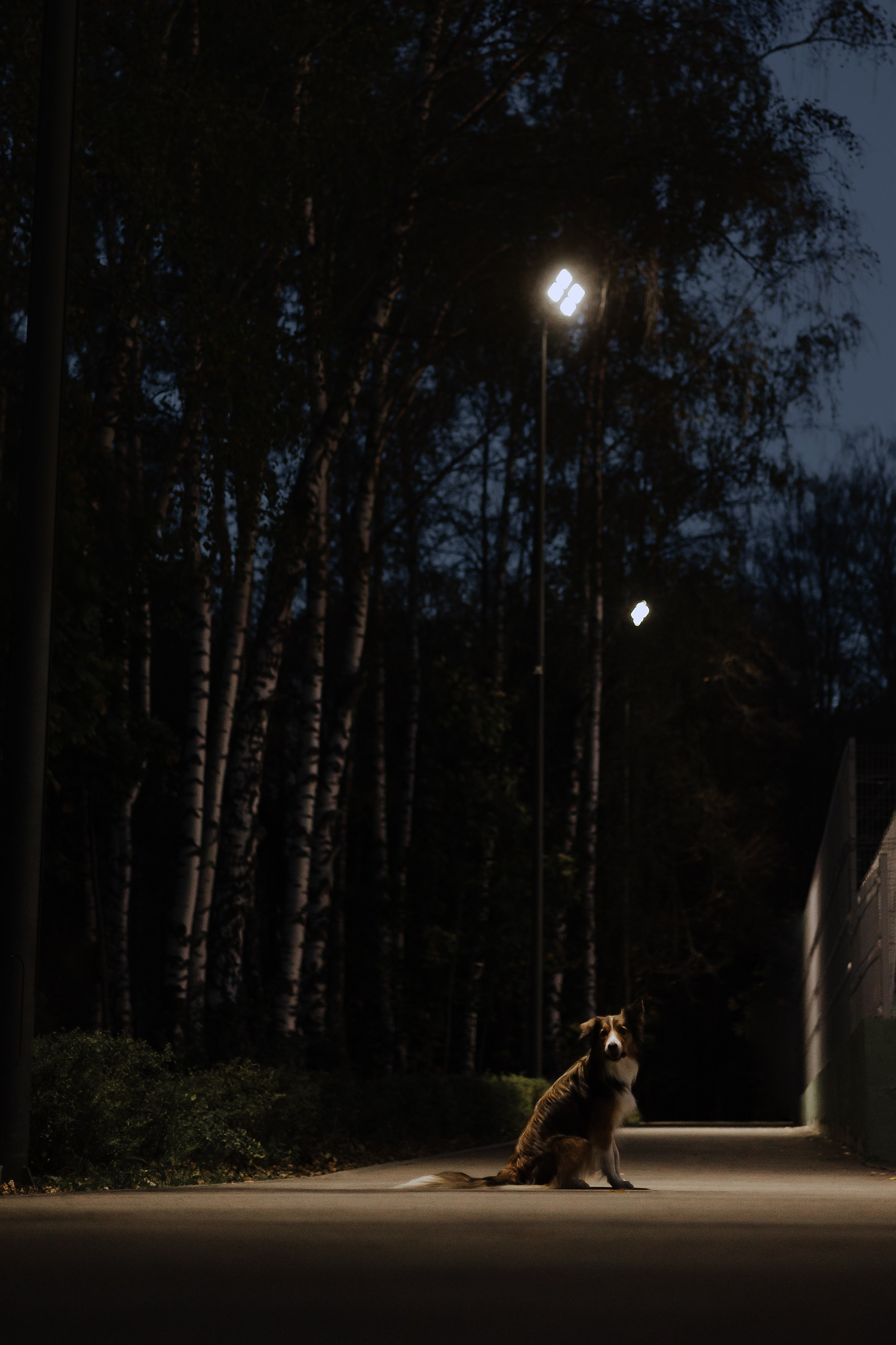 Осенняя съемка Аллы и ее спутника Джея (пакет «Чуть-чуть»). Фотограф Анималист Екатерина Справцева в Нижнем Новгороде