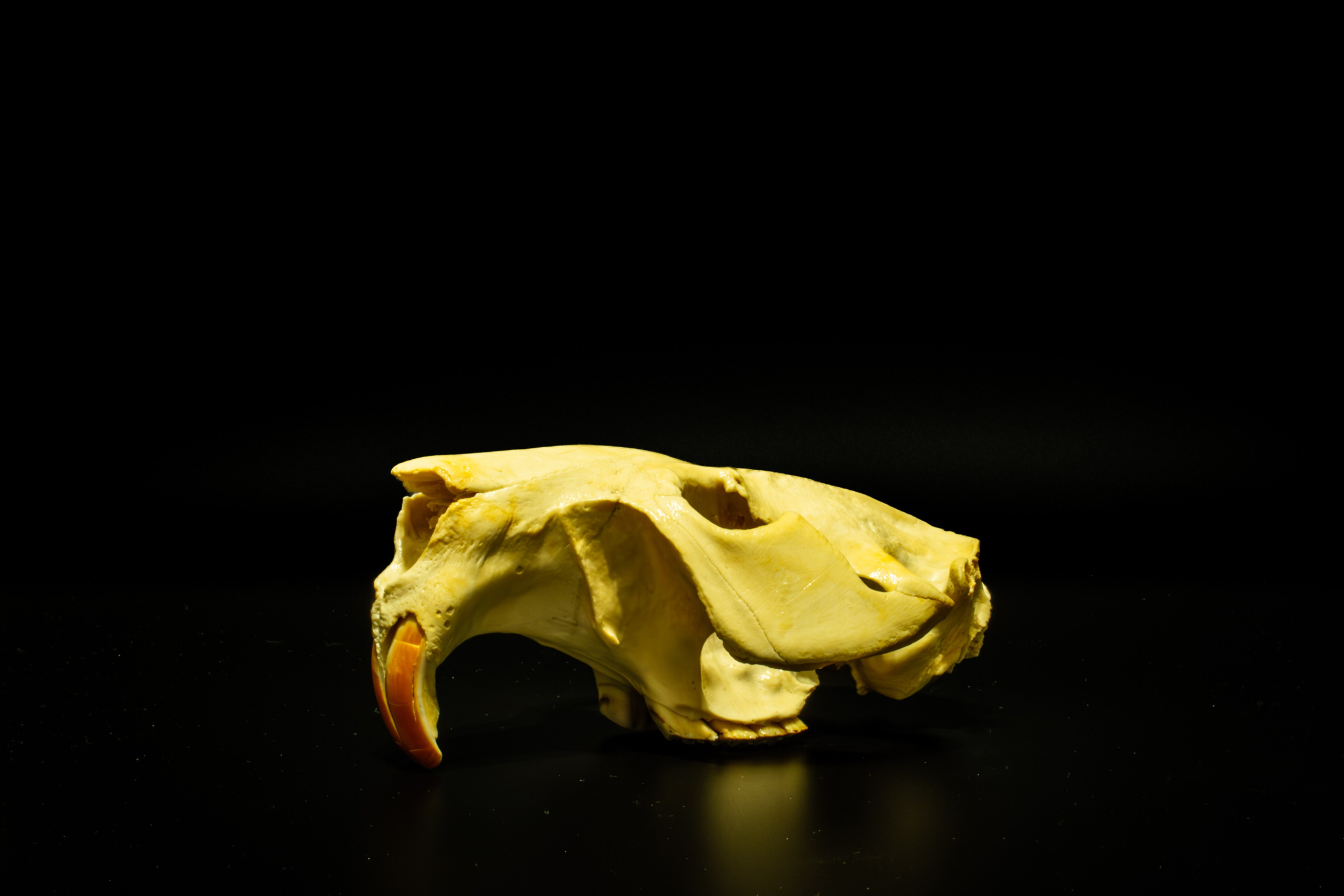 ПРЕДМЕТНАЯ СЪЁМКА. Фотограф в Москве — Олег Штыканов