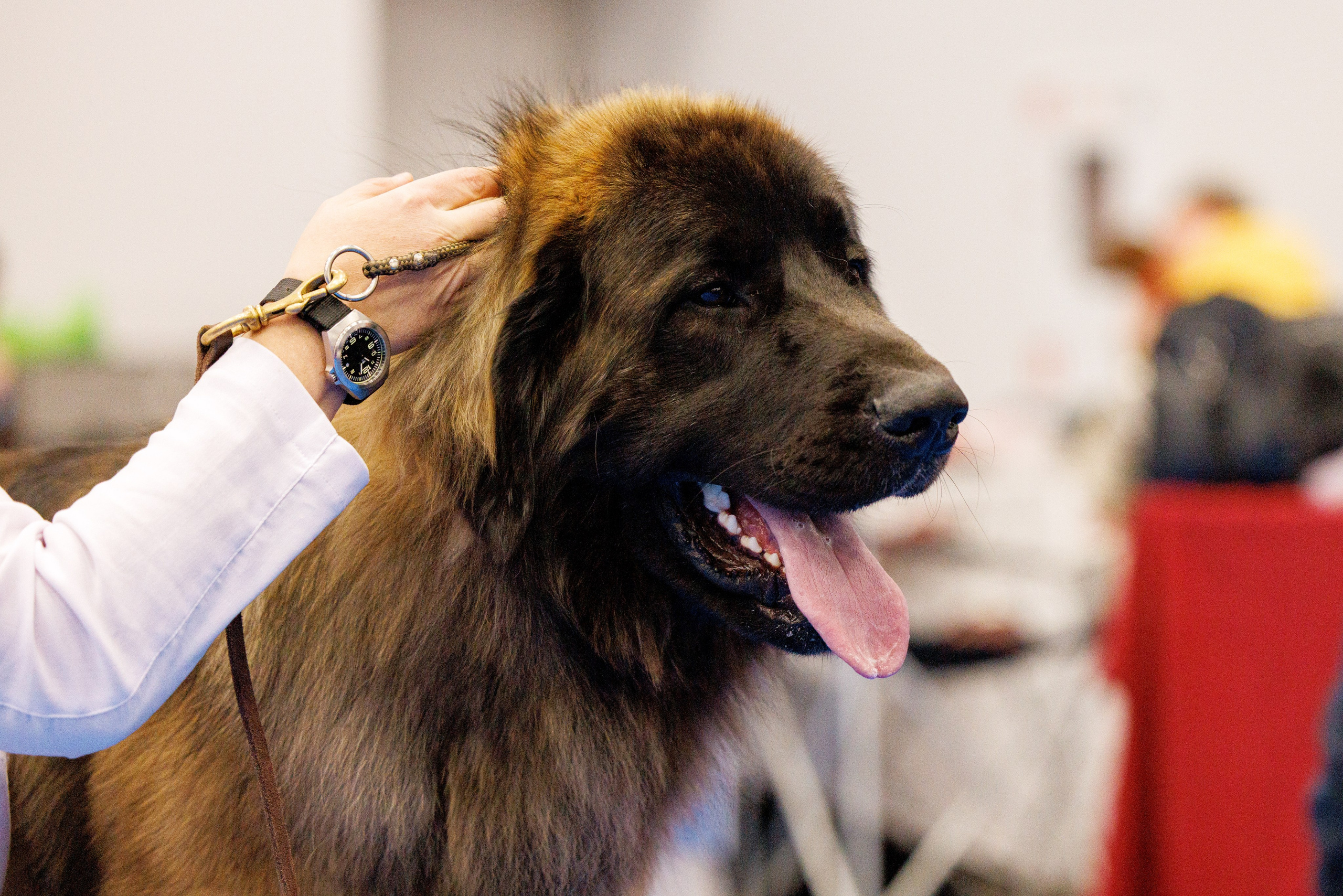 Нижний Новгород 21-22.10.2023. Фотограф-анималист Юлия Германика