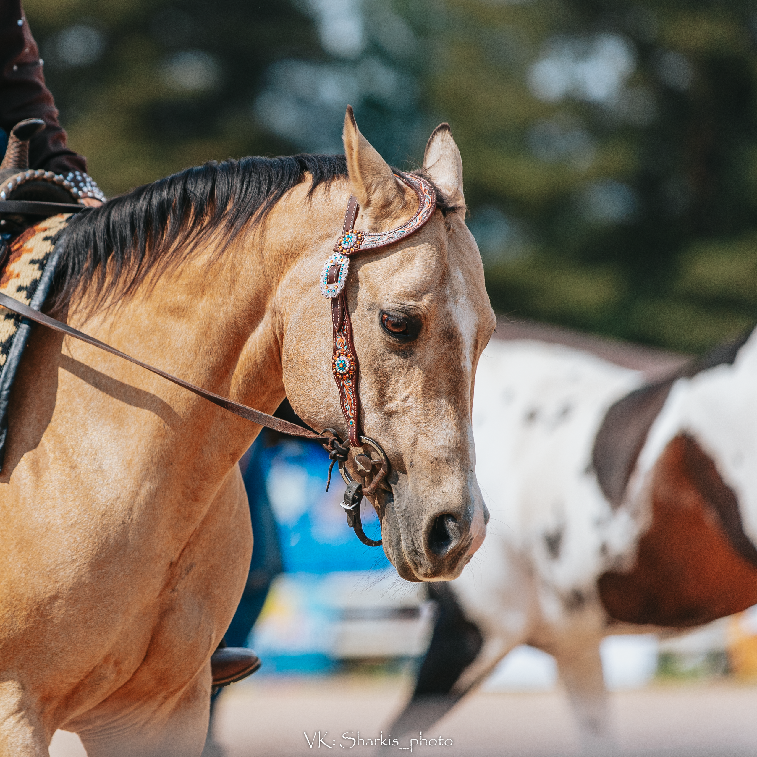 Лошади. Главная