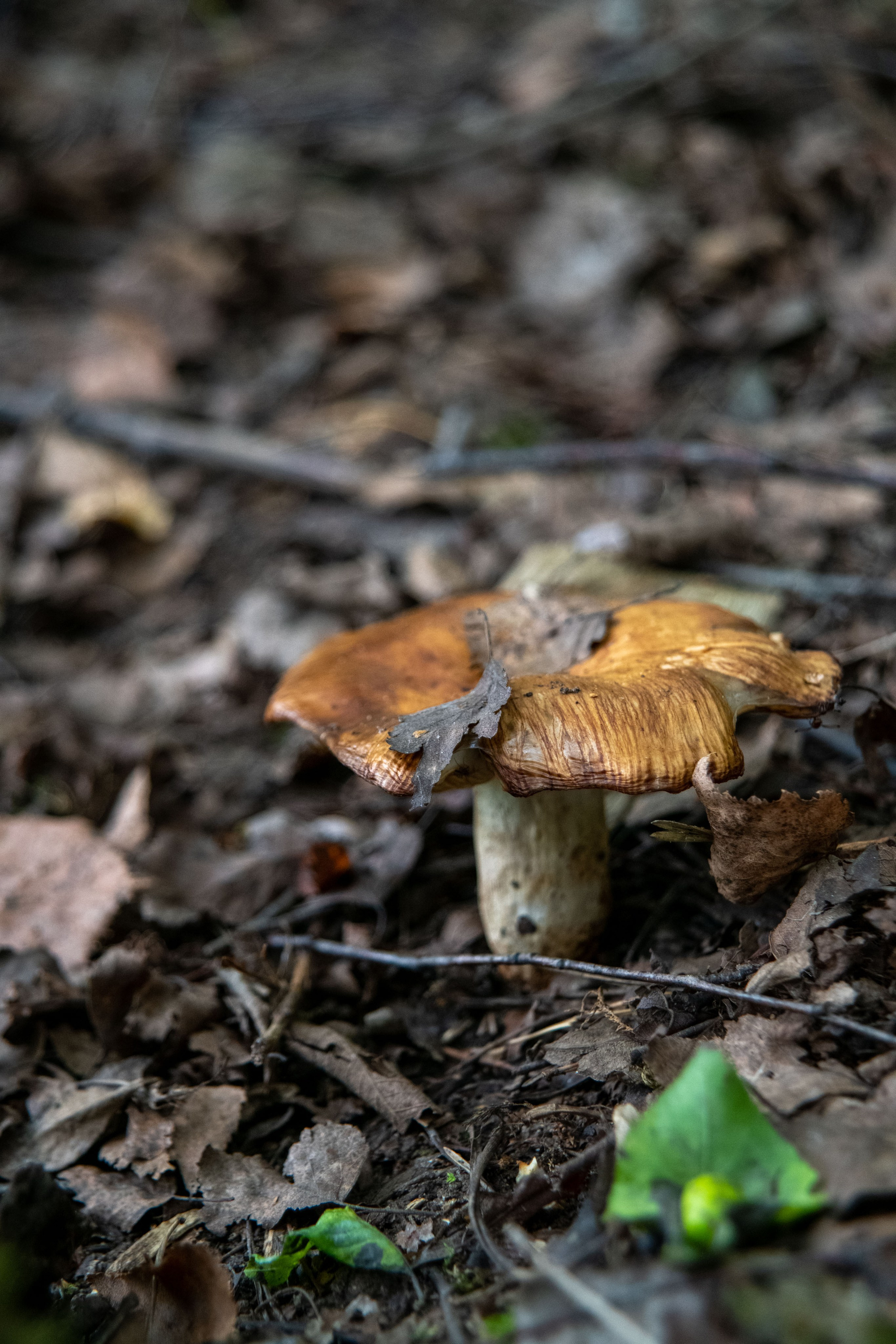 Нутриевая ферма. Большакова Полина — фотограф в Туле