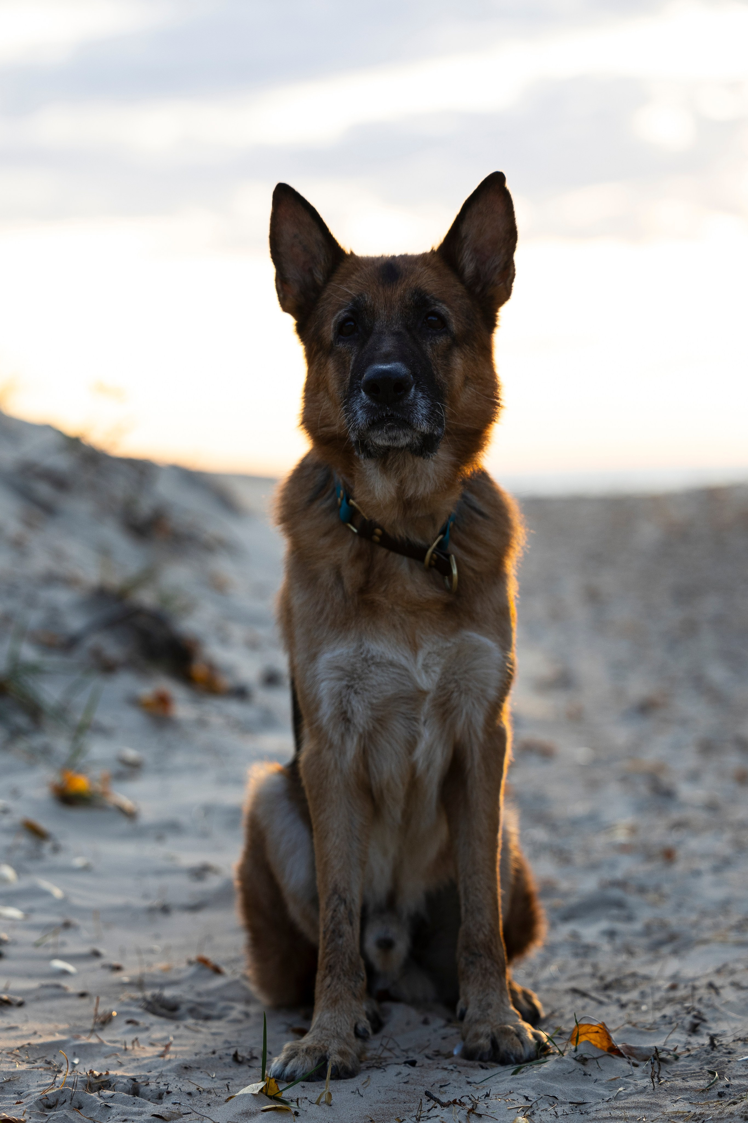 Гаруда и Рейн. Фотограф-анималист Анна Маринич
