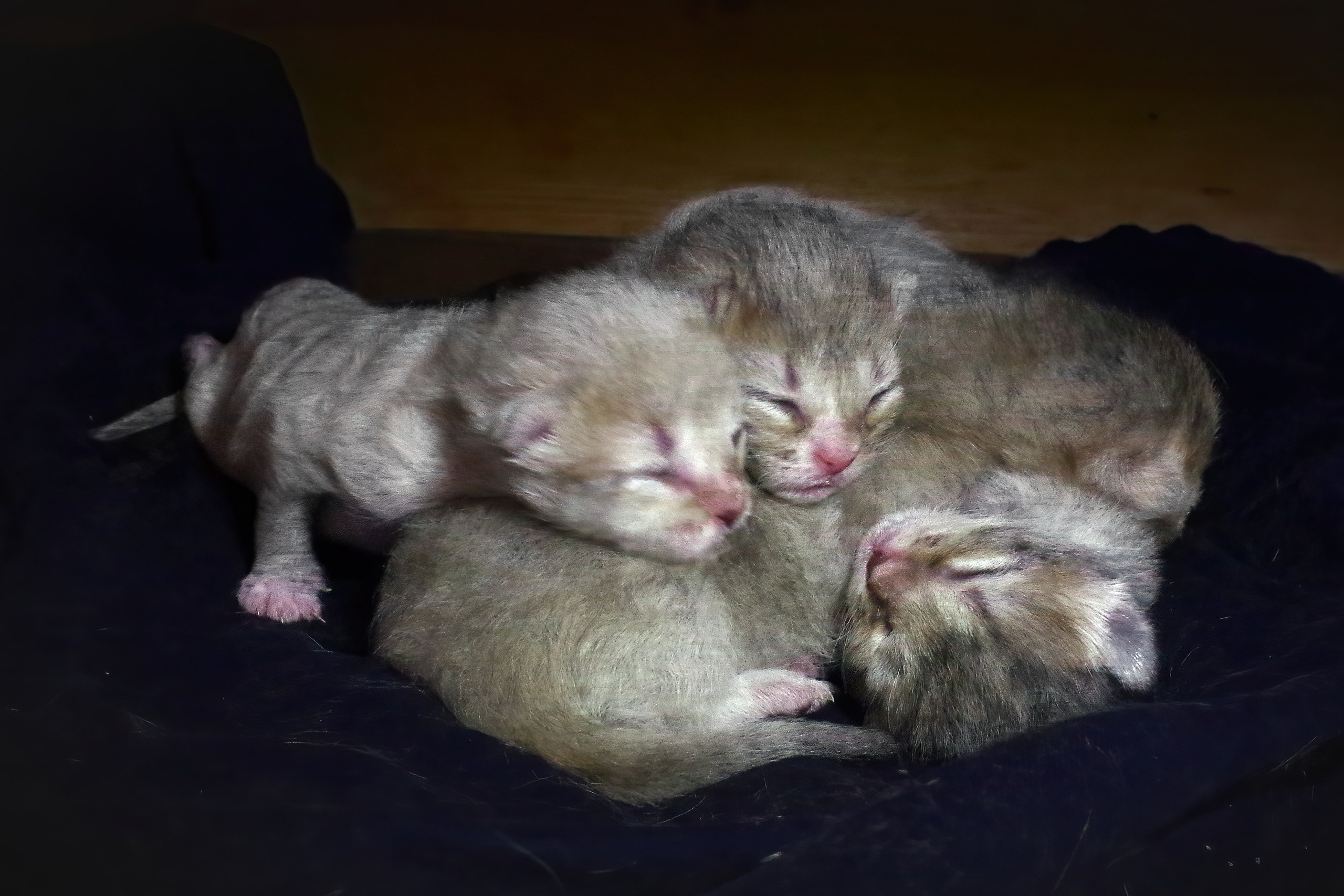 Котятам 2 дня. Вадим Шейдин