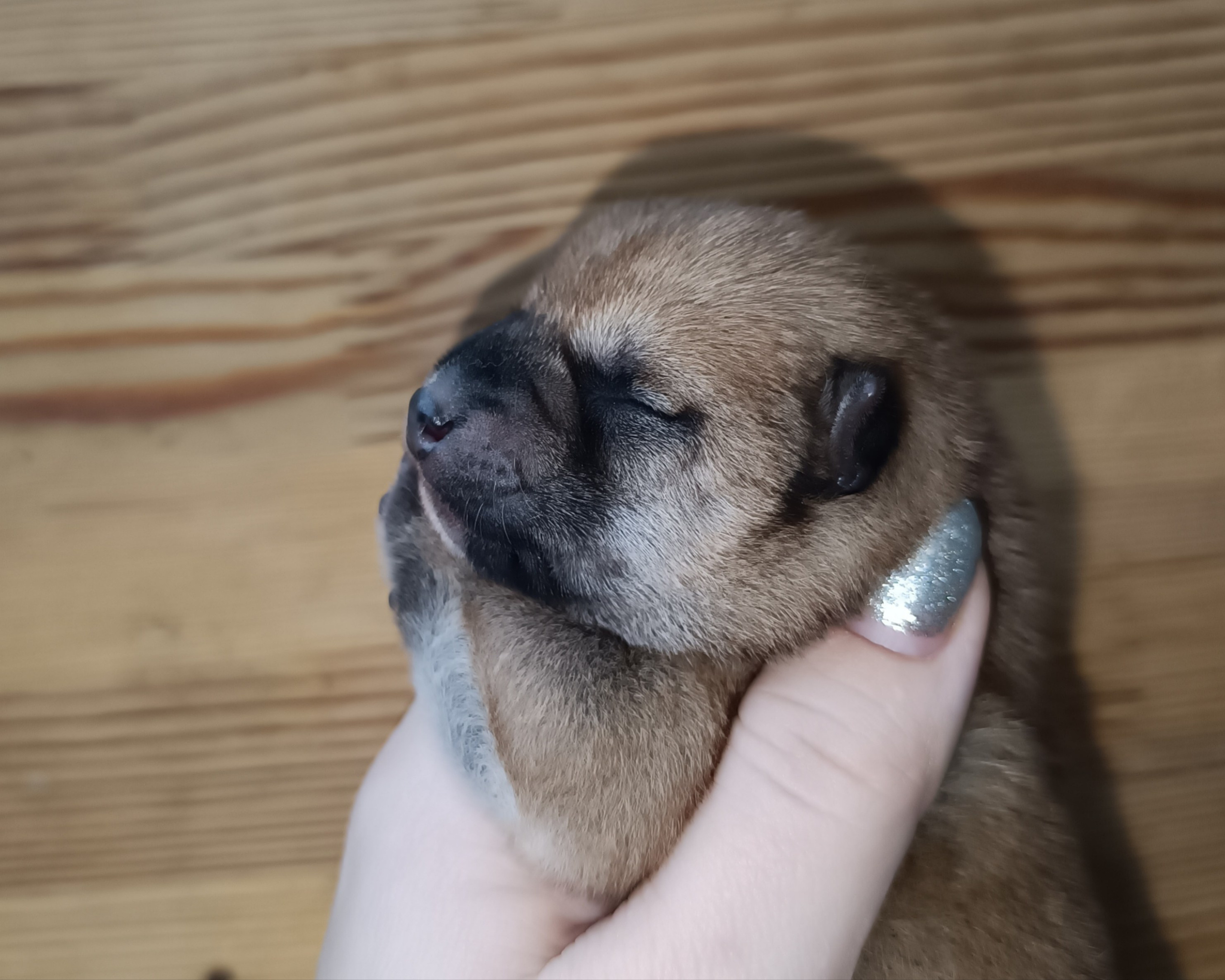 Rubylight Quincy. AMERICAN AKITA RUBYLIGHT KENNEL I SHIBA-INU