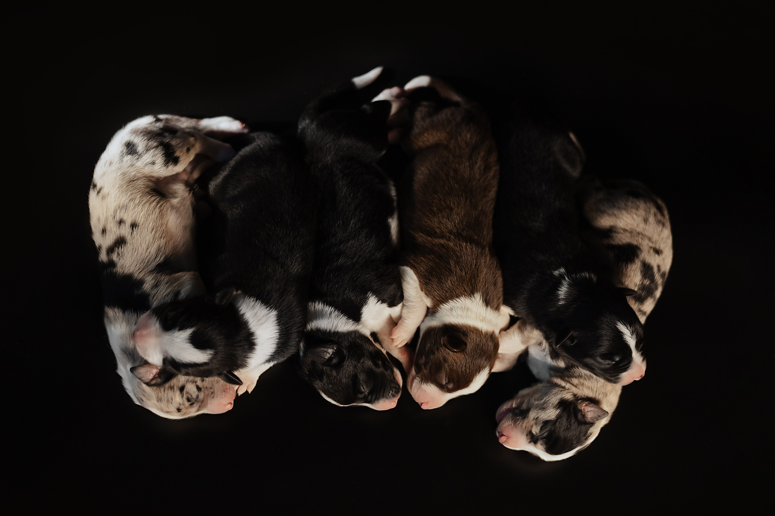 Екатерина Справцева фотограф анималист - портфолио фото. Фотограф Анималист Екатерина Справцева в Нижнем Новгороде