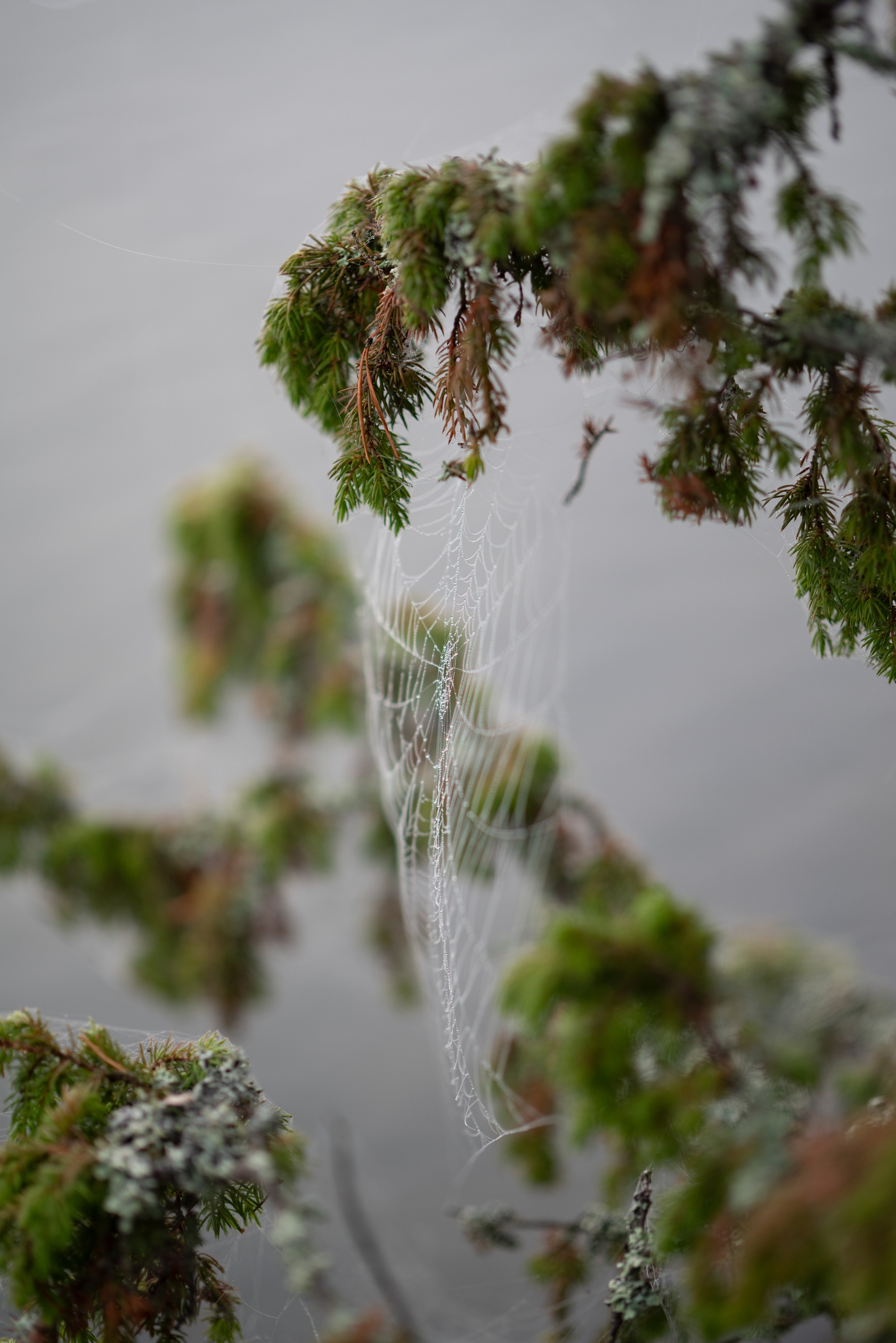 Осень на 85DFA*. Портретный фотограф Денис Милютин