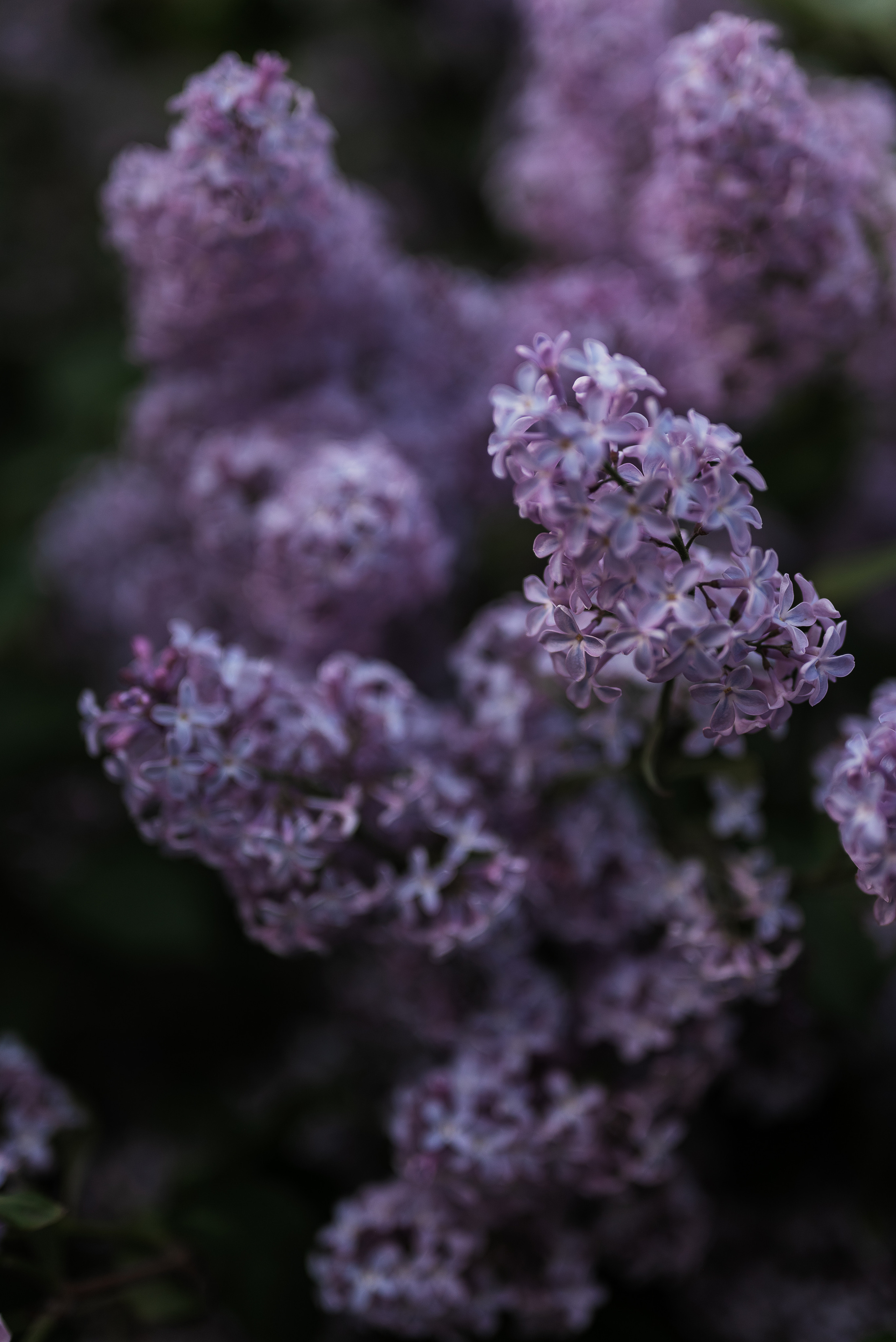 Анастасия. Свадебный фотограф Москва и МО Марина Мышко