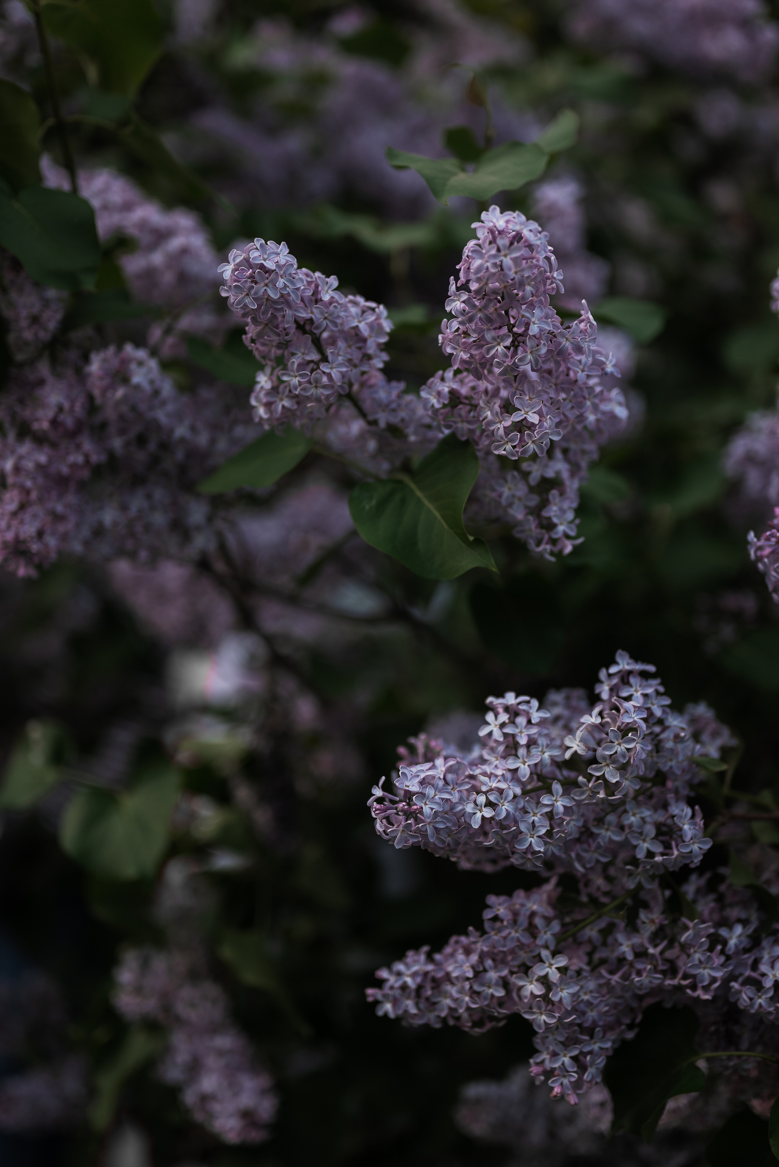 Анастасия. Свадебный фотограф Москва и МО Марина Мышко