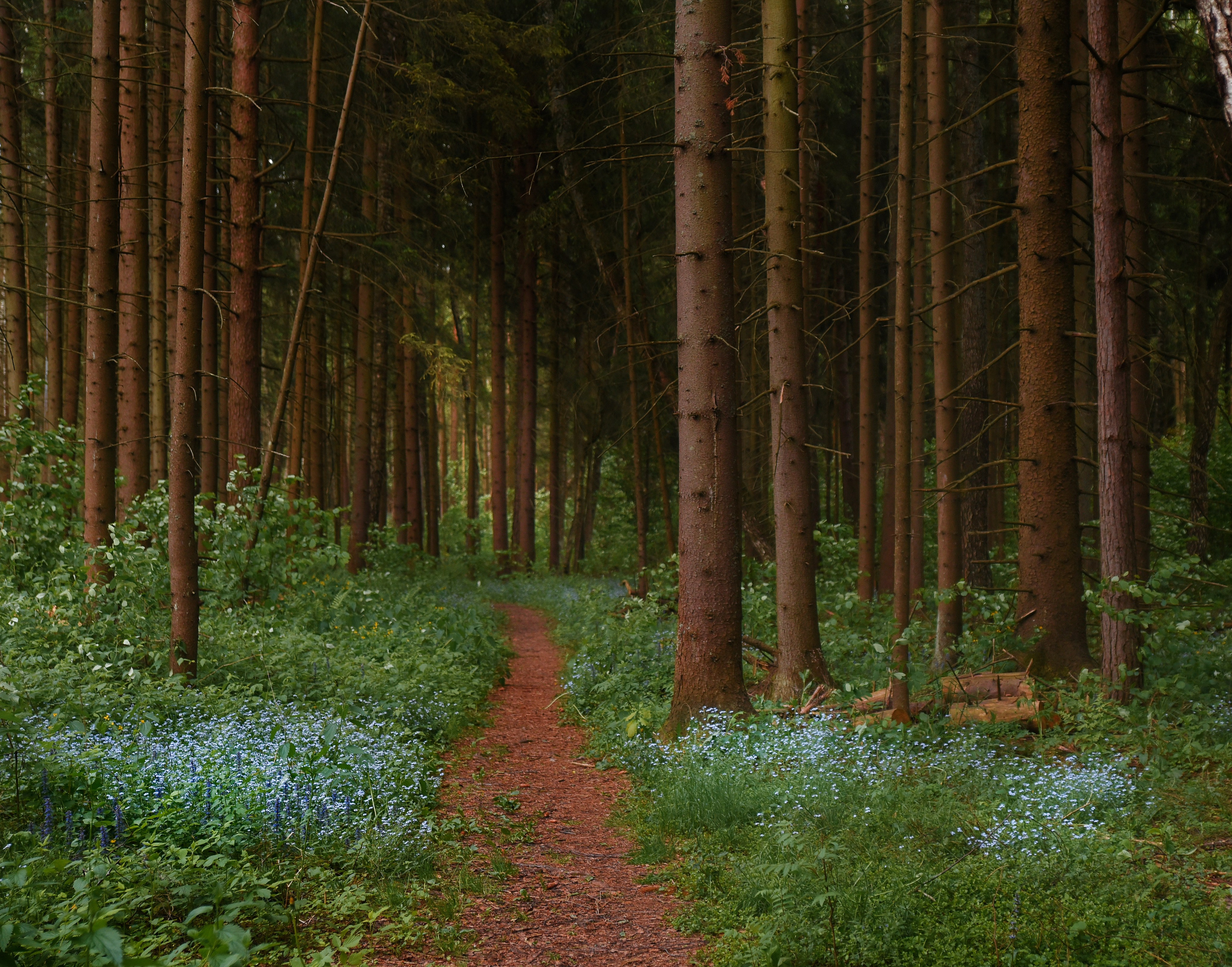 Goblincore, природа, фэнтези, нечисть, лес, гоблинкор, эльфы, фотосессии, костюмированные