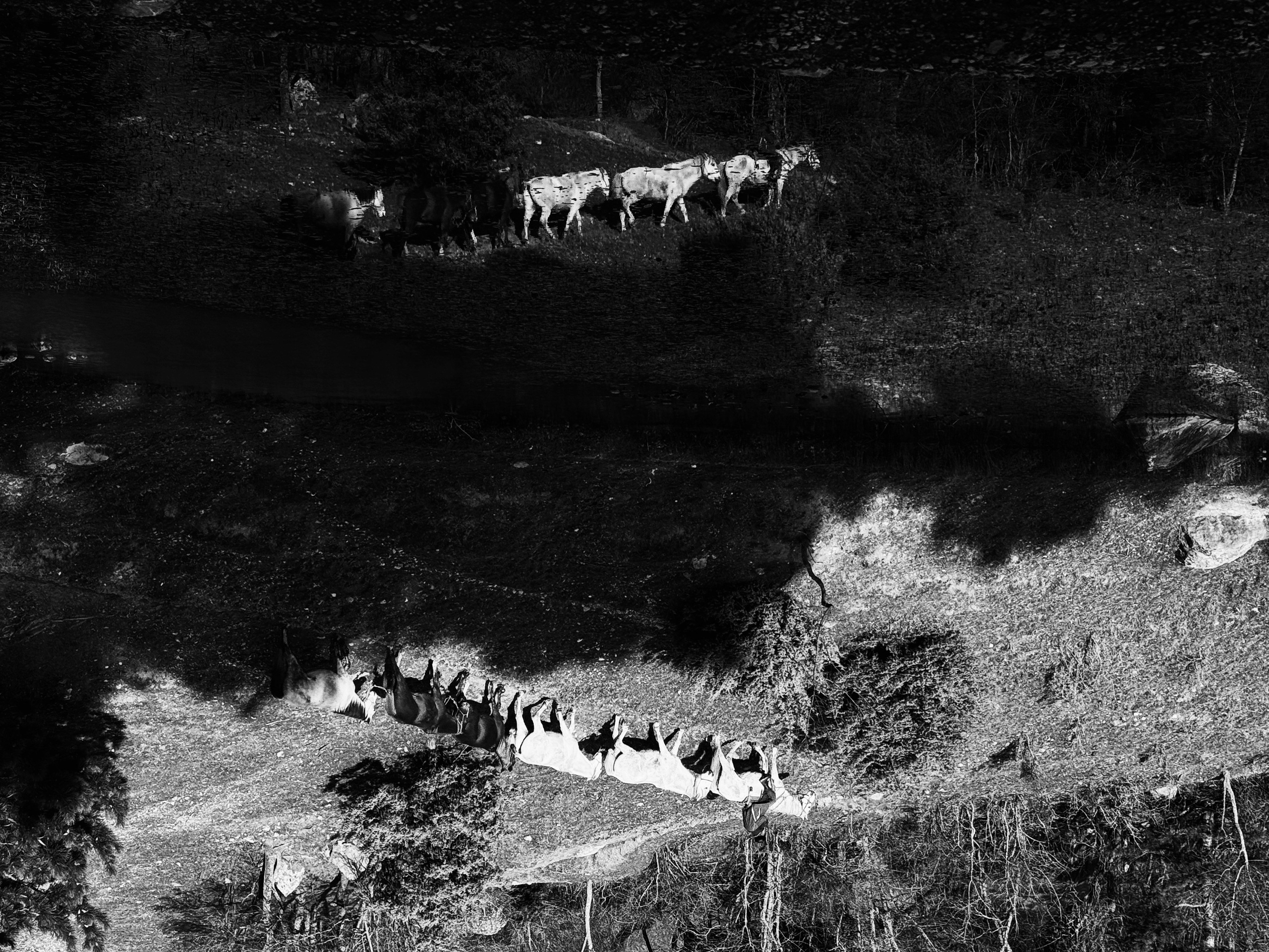 Работы с телефона. Свадебный фотограф в Москве Сафонова Анна
