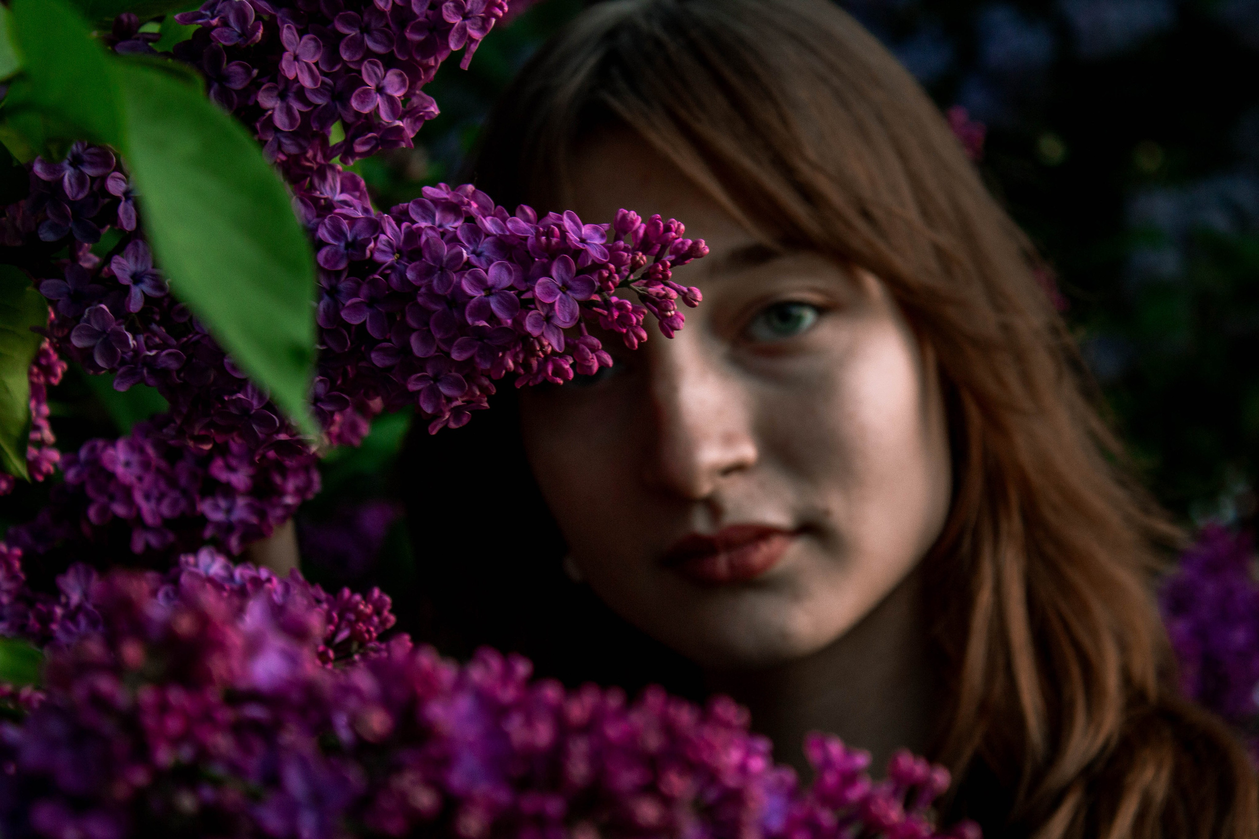 Сирень. Карпогоры, Санкт-Петербург