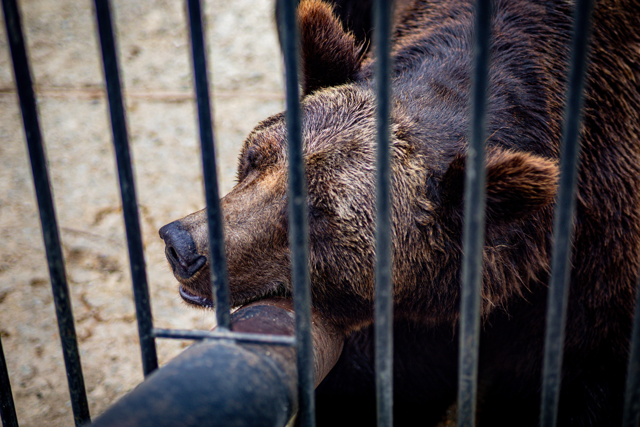 Животный мир. Фотограф в Южно-Сахалинске Гусаков Евгений
