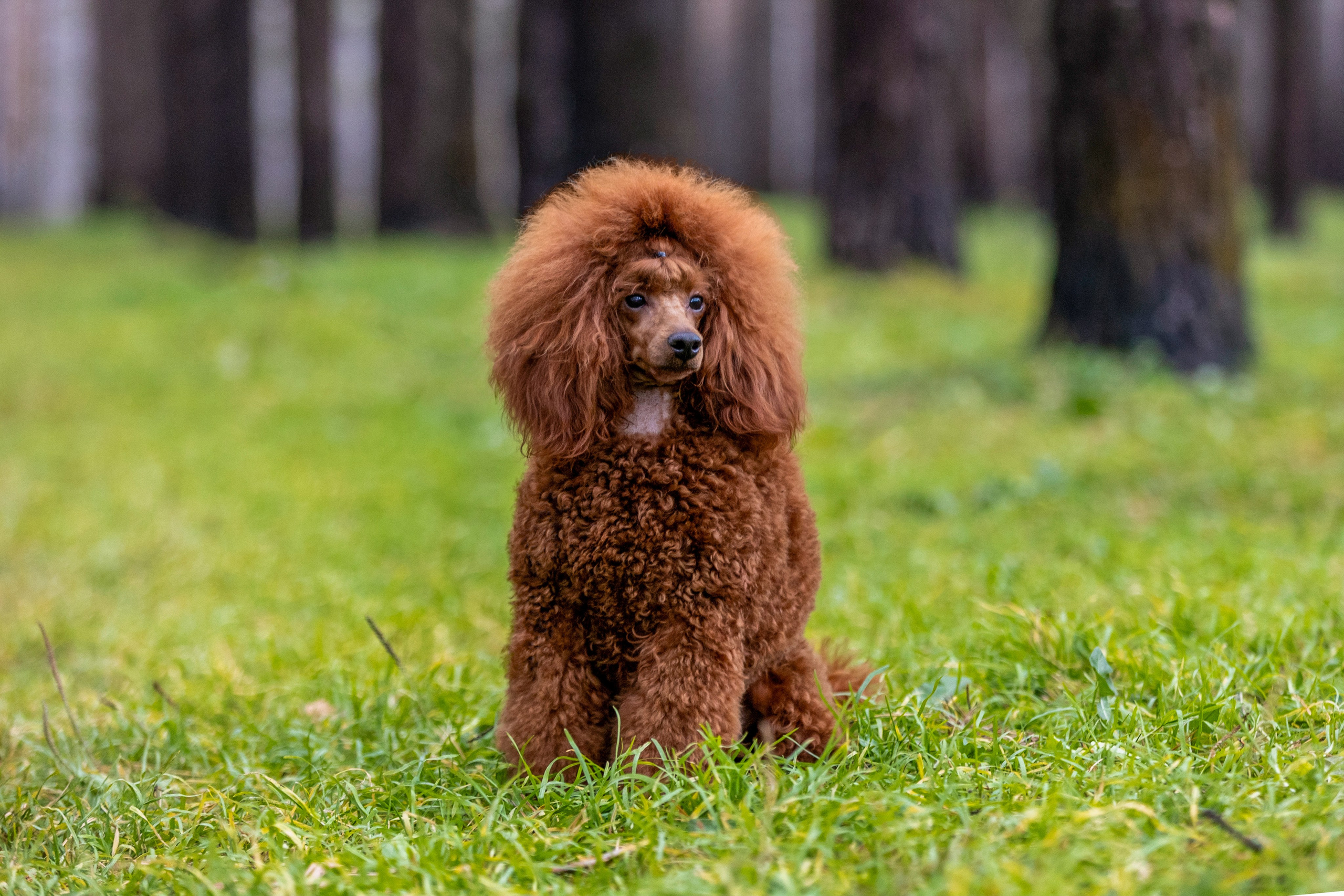 Кренделек сахарный Редли. Фотограф 📸 семейный, предметный, репортажный