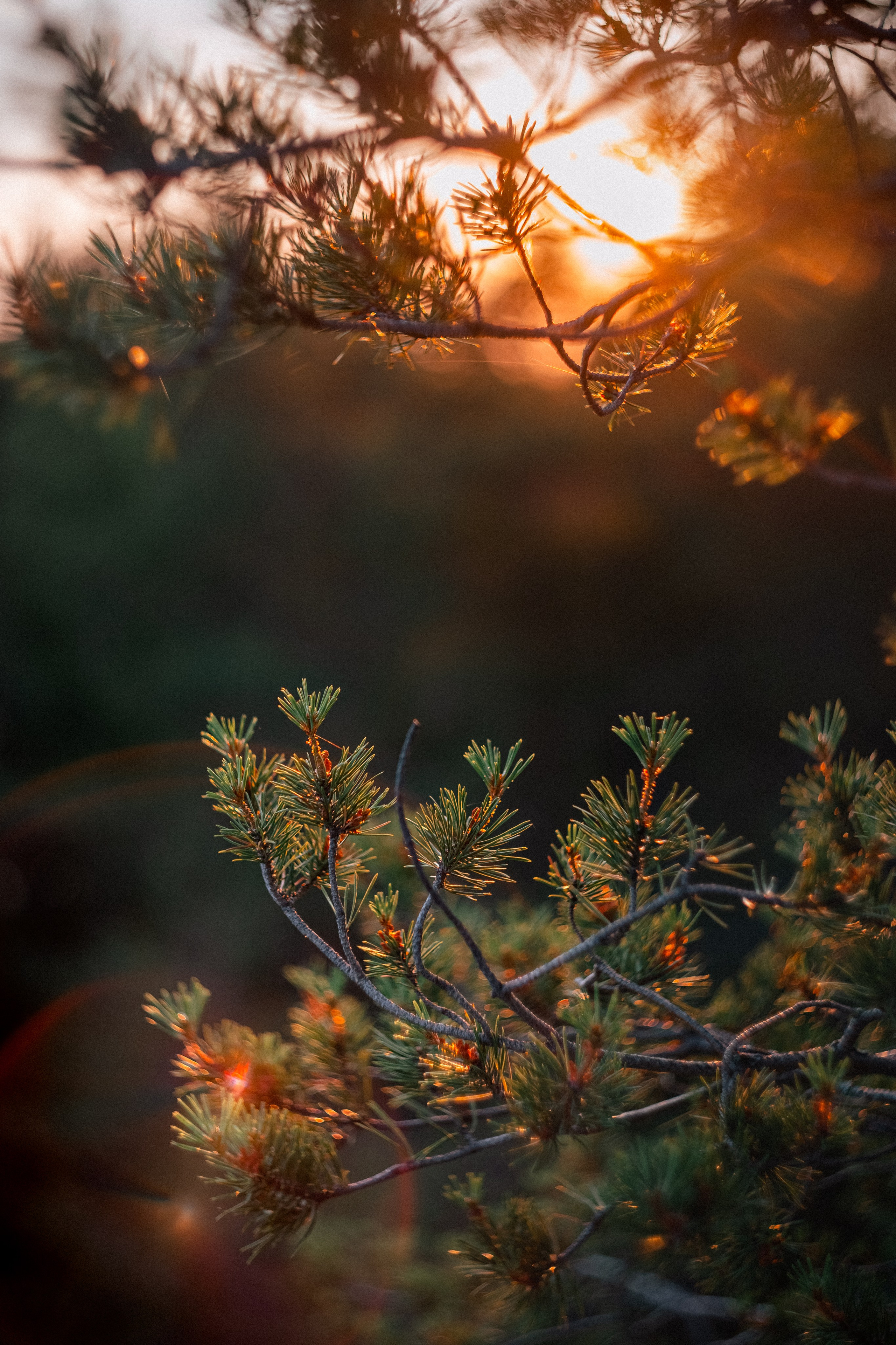 Карелия — место силы. Юля Дэй • Фотограф, Санкт-Петербург