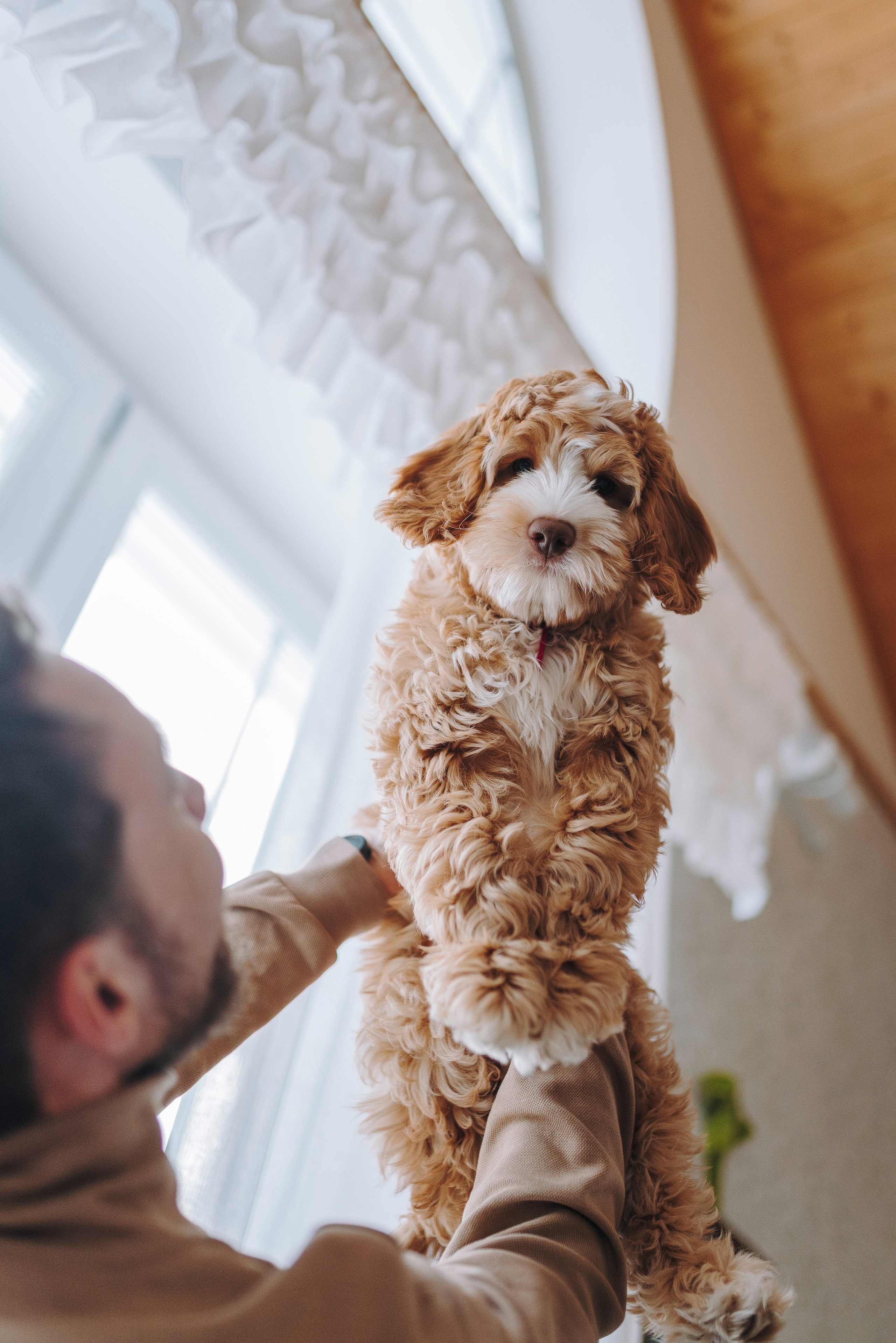 Мёрфи, Таня и Антон. Фотограф анималист в Спб недорого Олеся Майорова
