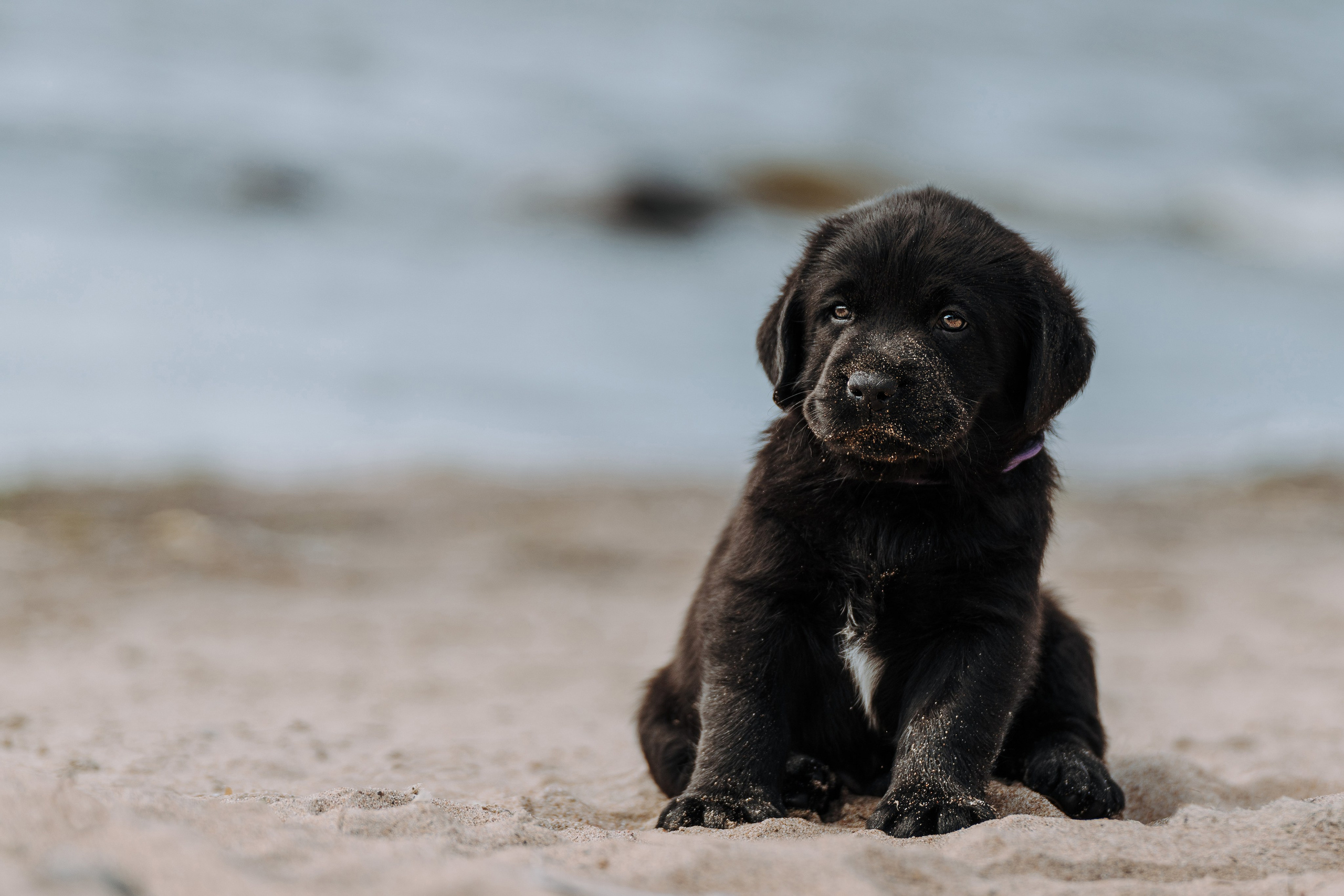 Лабрадорчики на пляже. Фотограф анималист в Спб недорого Олеся Майорова