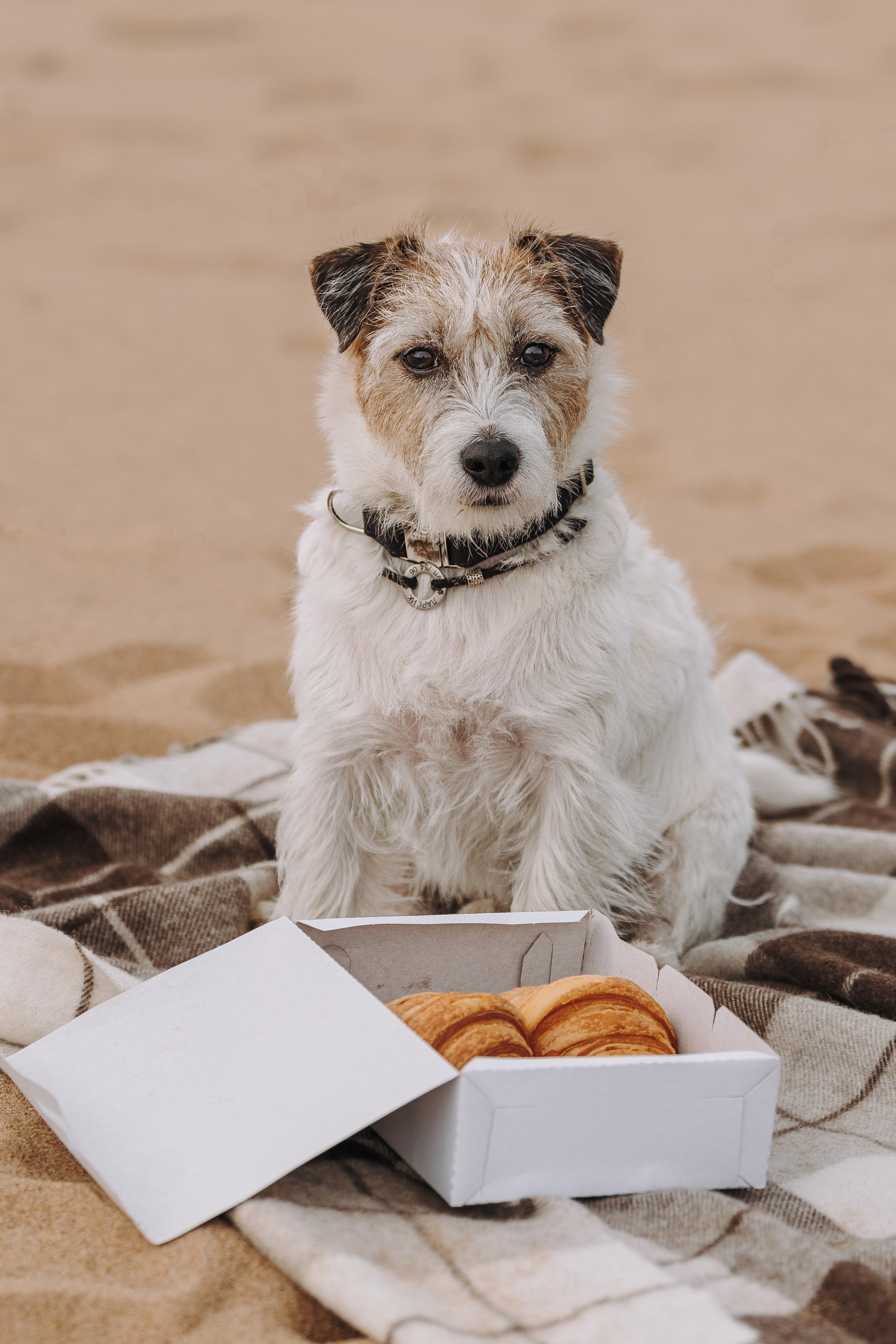 Оля, Ларс и Лукас. Фотограф анималист в Спб недорого Олеся Майорова