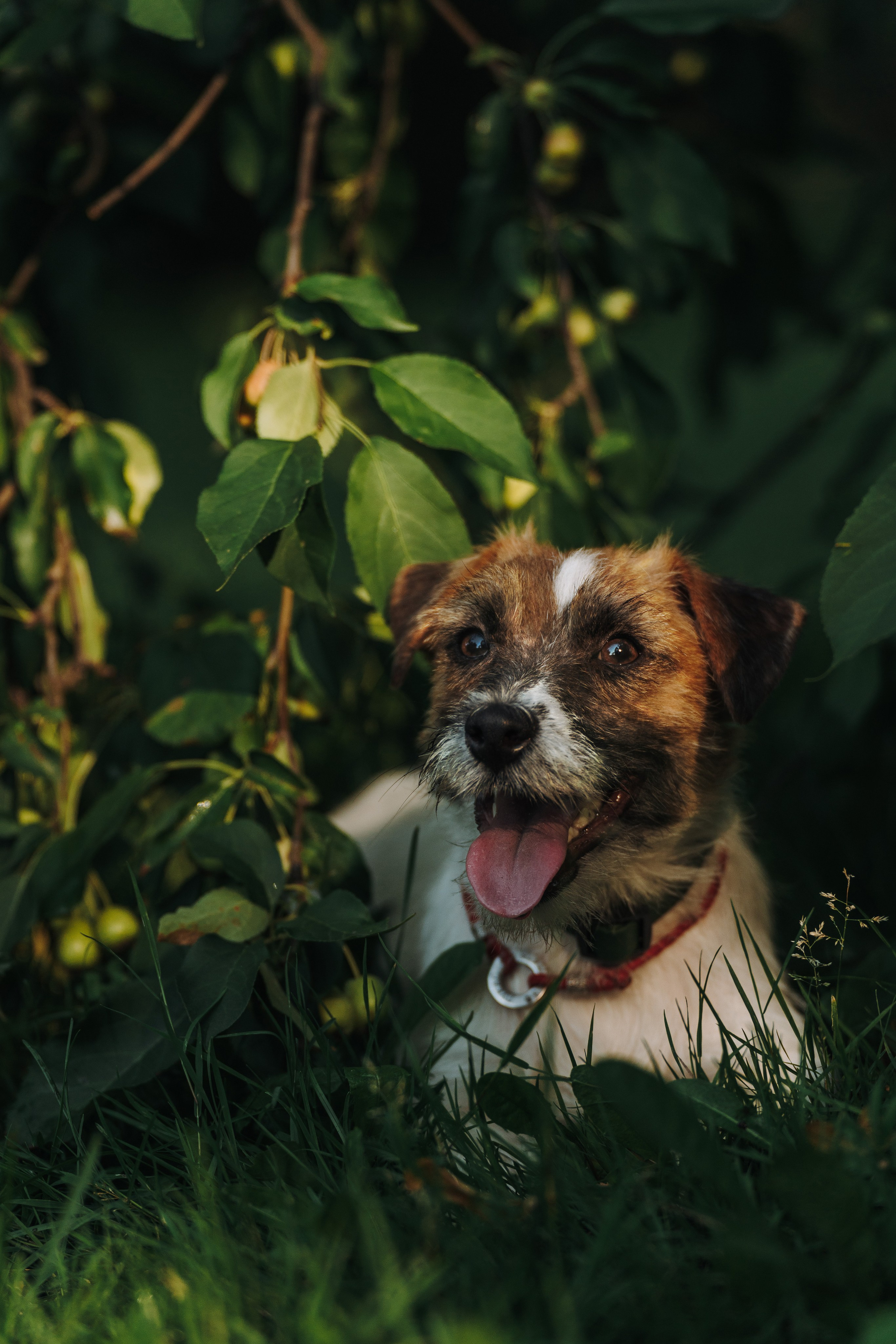 Ларс, Лукас и Ольга. Фотограф анималист в Спб недорого Олеся Майорова