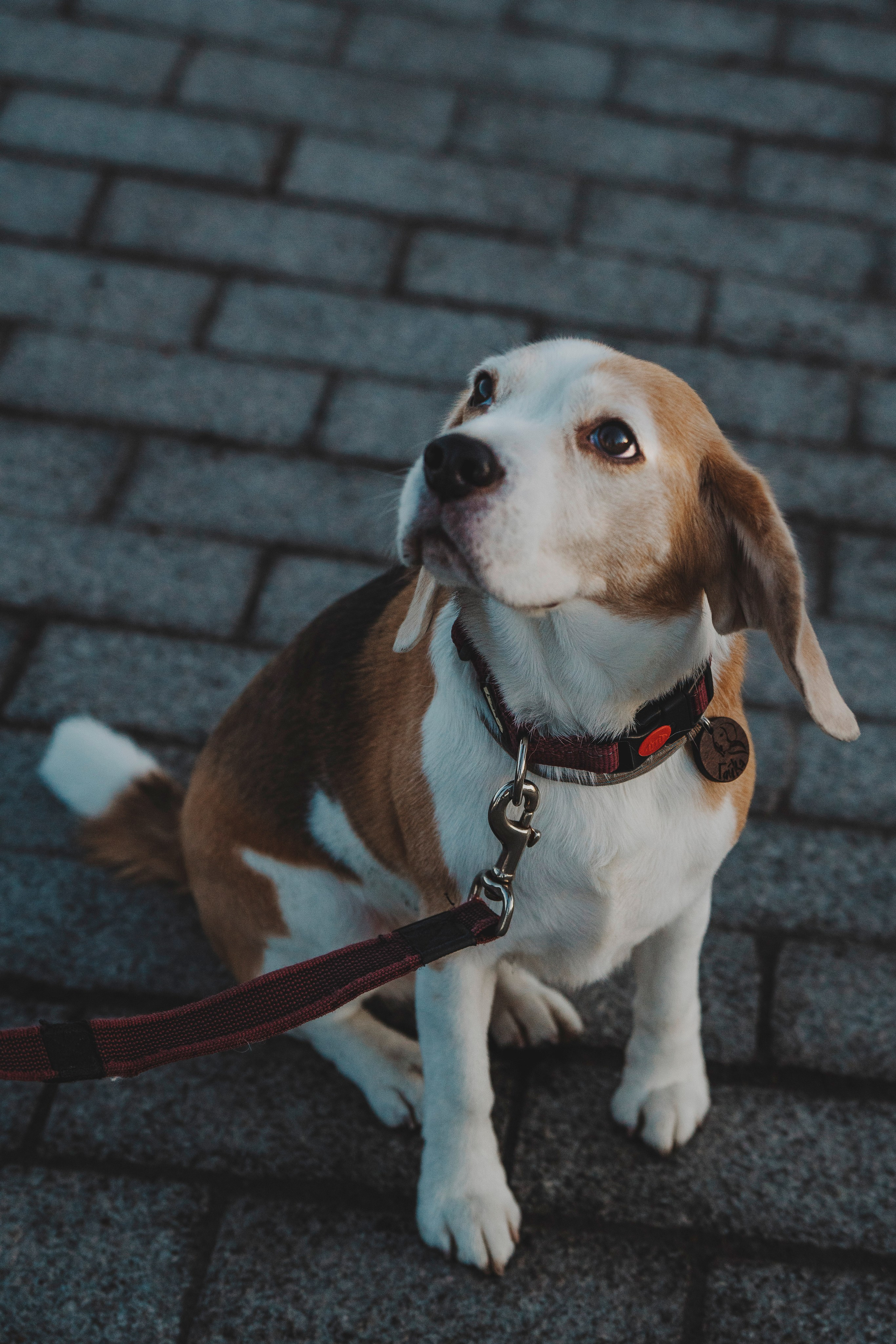 Ксения и Гаечка. Фотограф анималист в Спб недорого Олеся Майорова