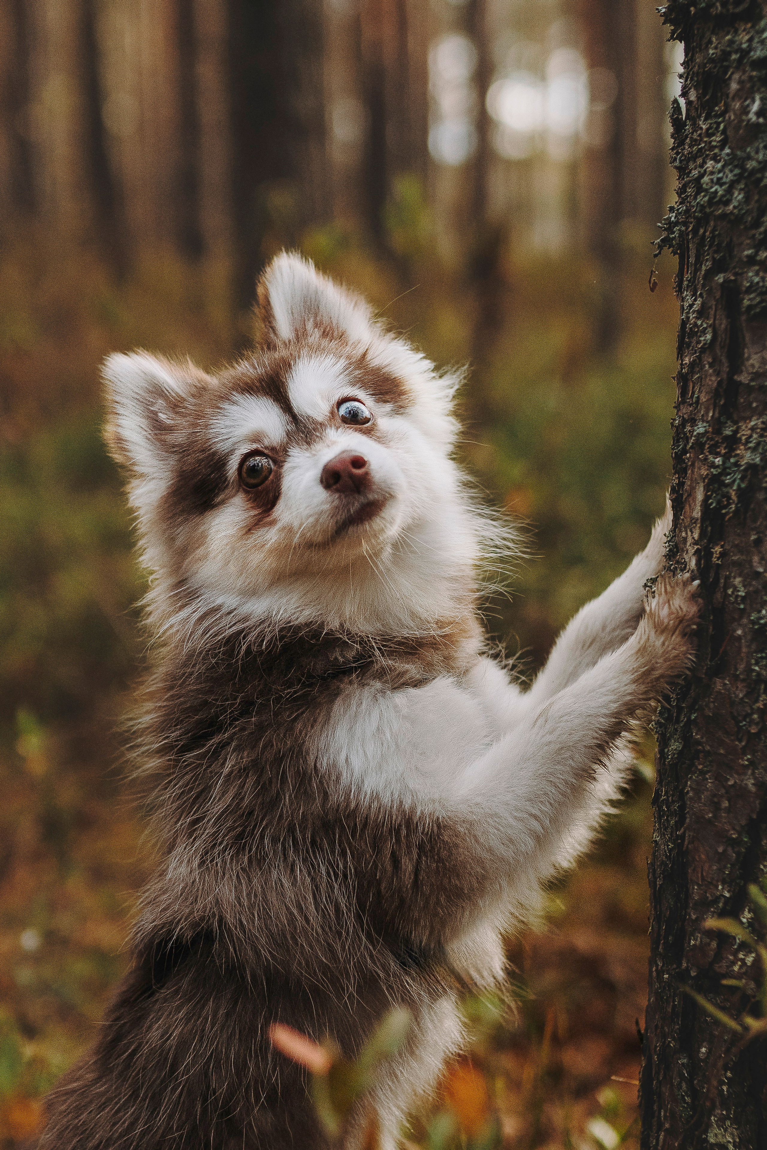 Катерина и Дрэка. Фотограф анималист в Спб недорого Олеся Майорова