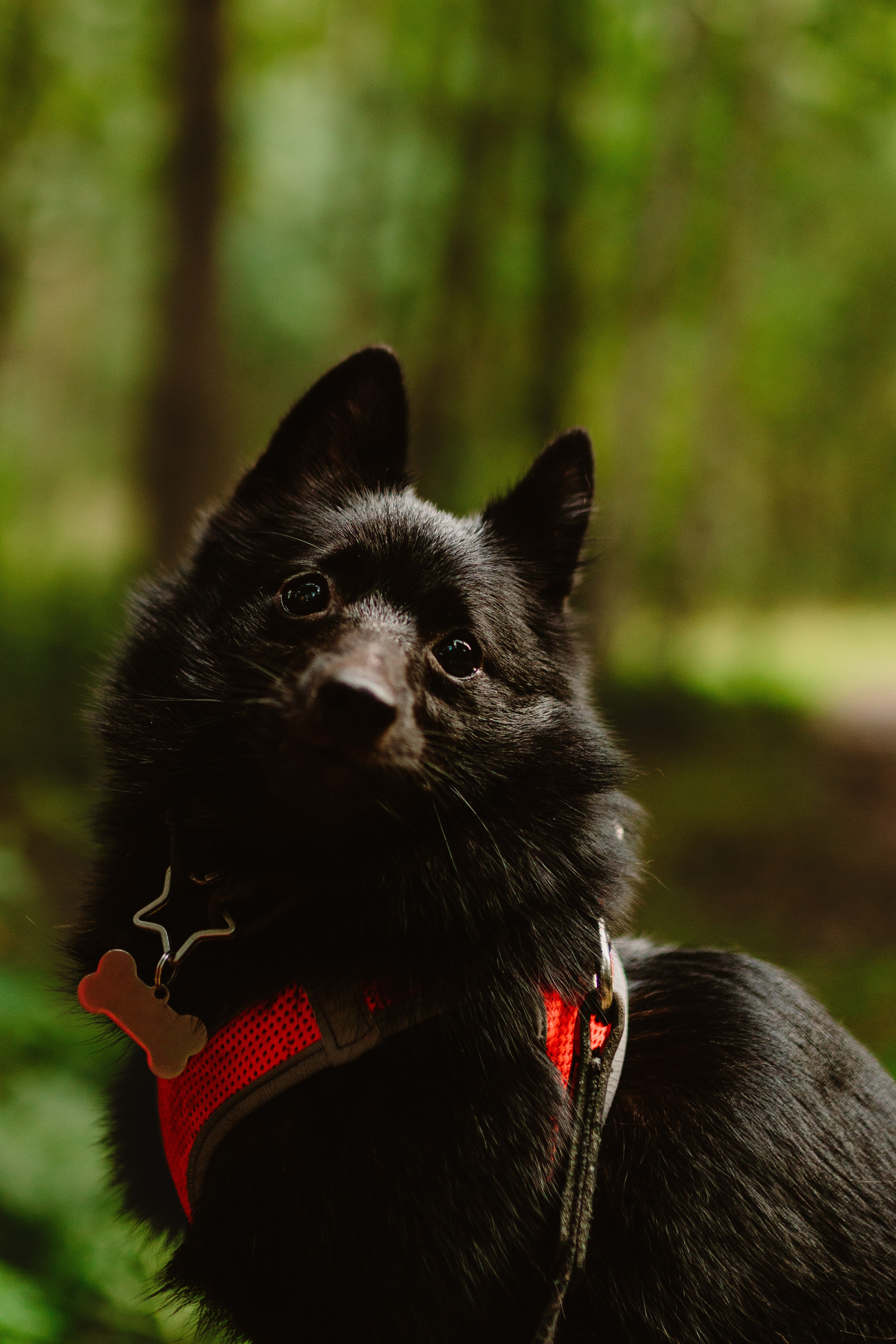 Евгения и Акула. Фотограф анималист в Спб недорого Олеся Майорова