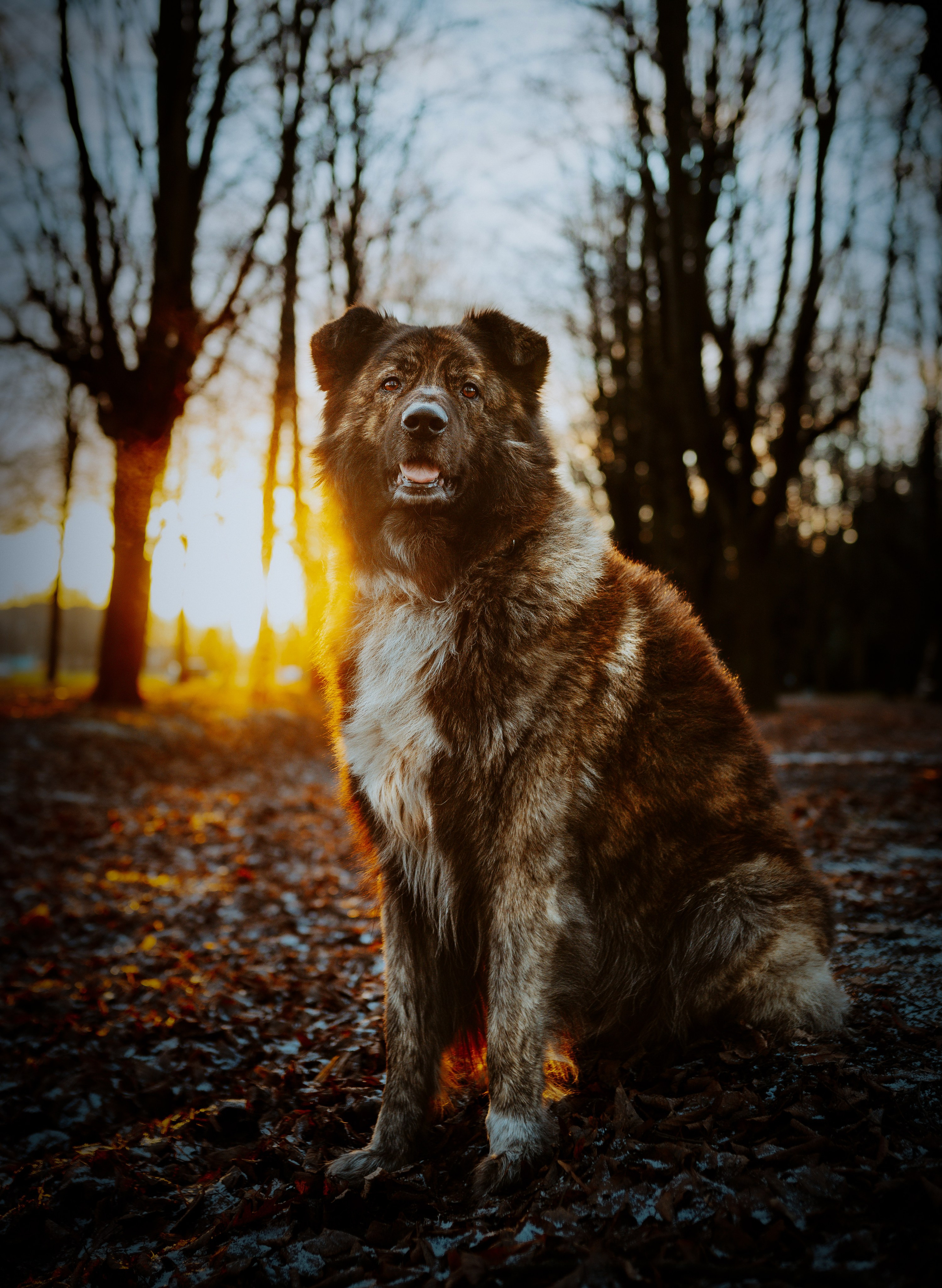 Творческая фотосессия фотографа анималиста. Фотограф анималист в Спб недорого Олеся Майорова