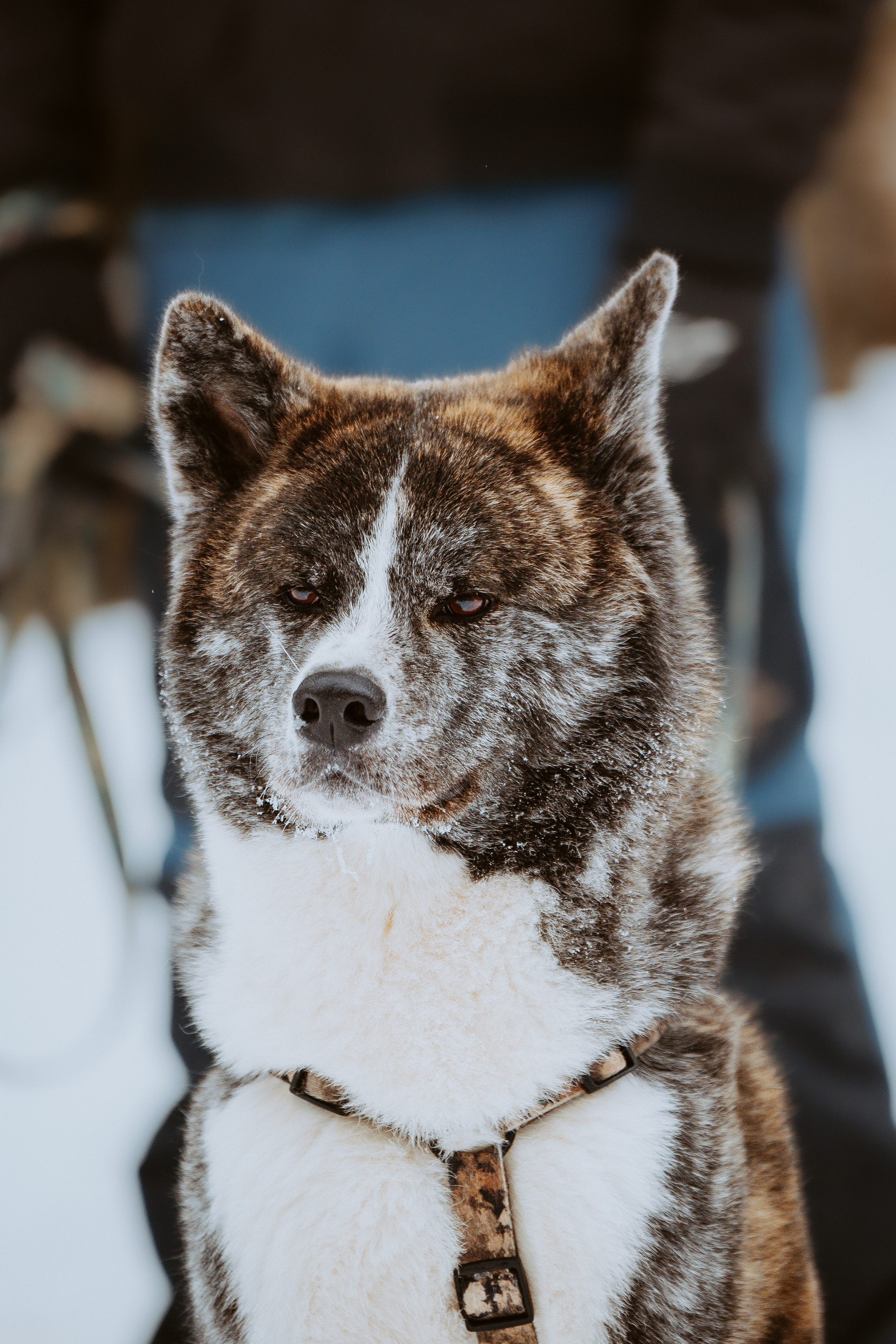 Дог трекинг. Фотограф анималист в Спб недорого Олеся Майорова
