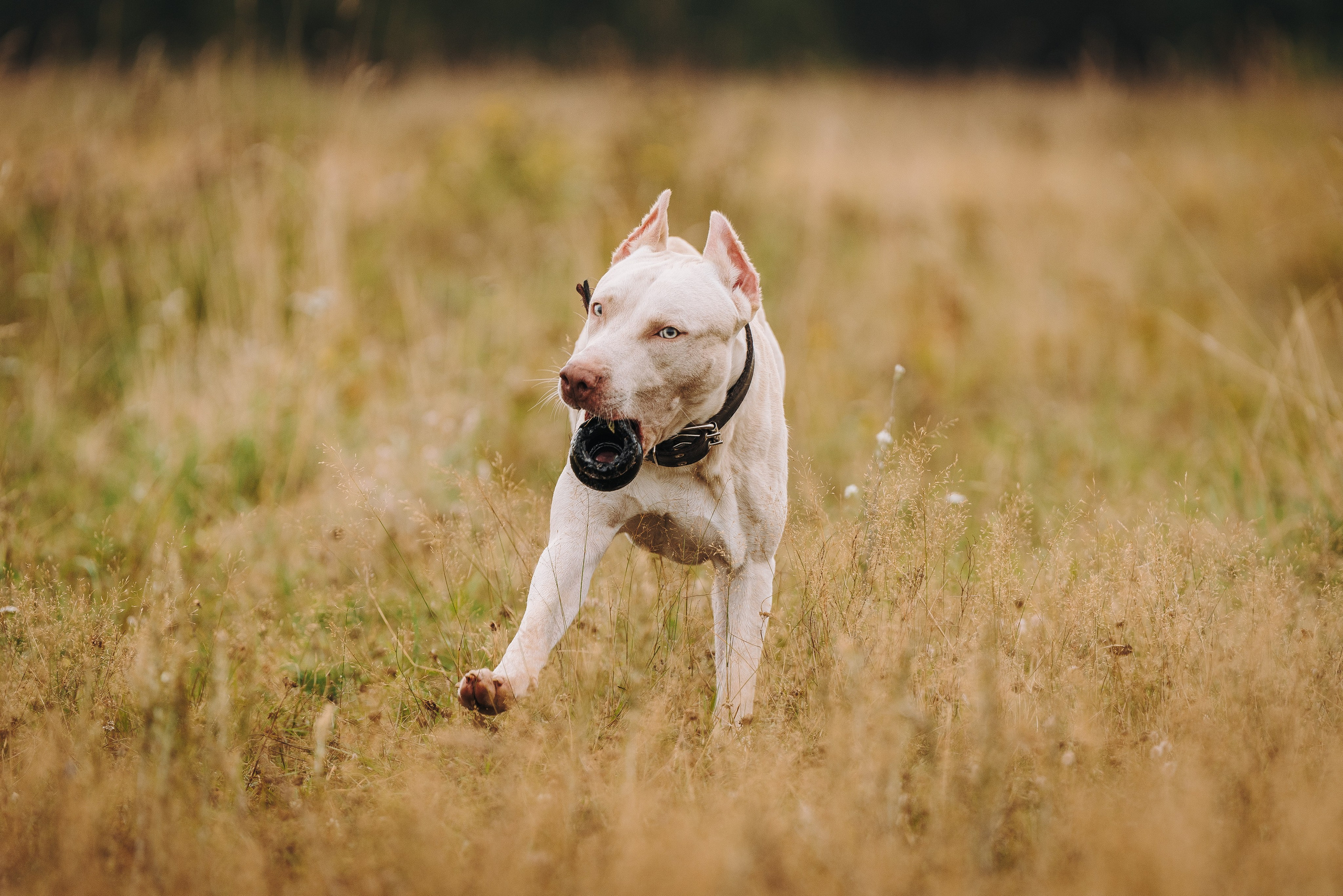 Оля и Гламур. Фотограф анималист в Спб недорого Олеся Майорова