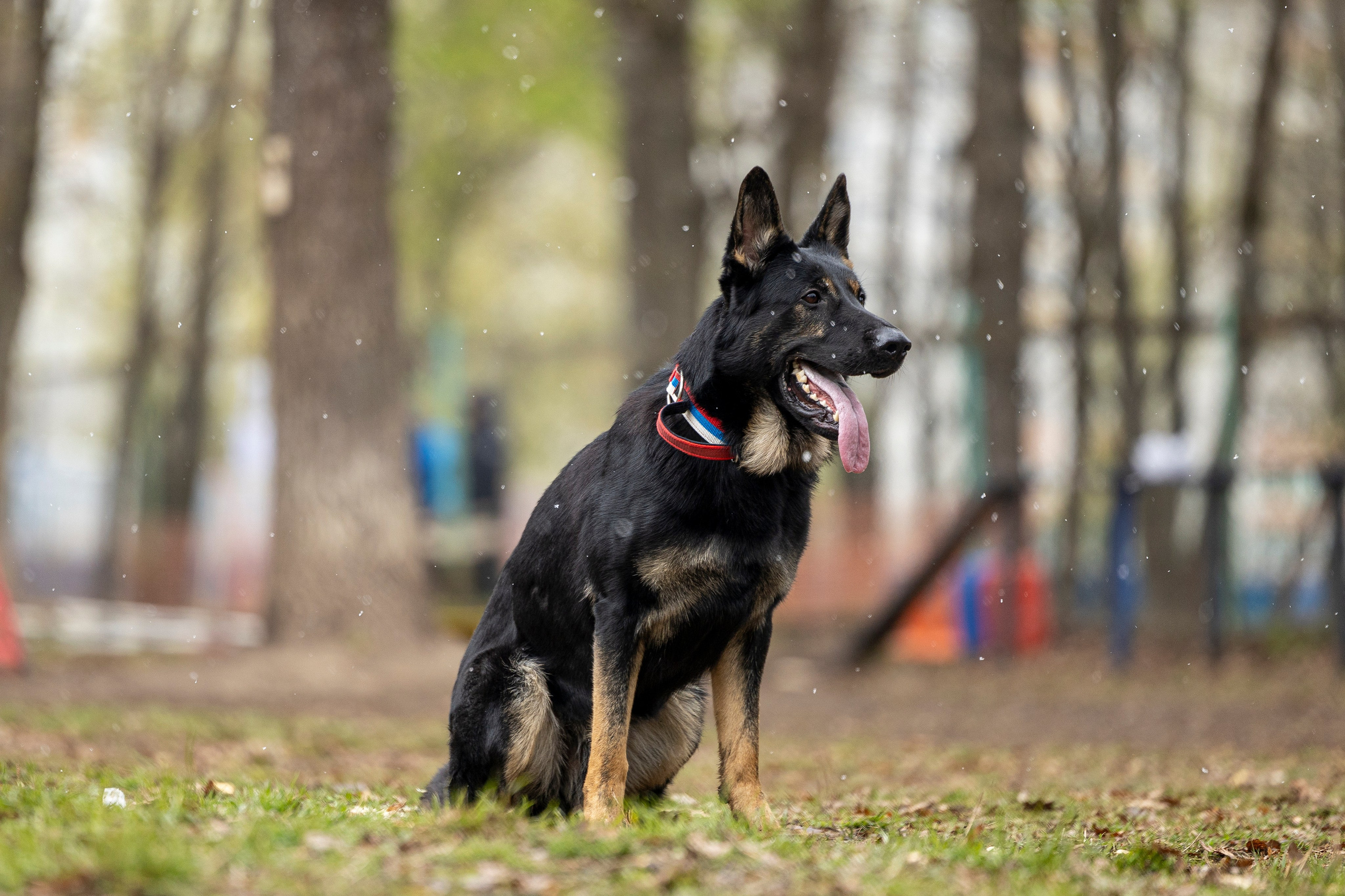 Квалификационные состязания по мондьорингу г. Вологда 11.05.24. Фотограф-анималист Анна Маринич