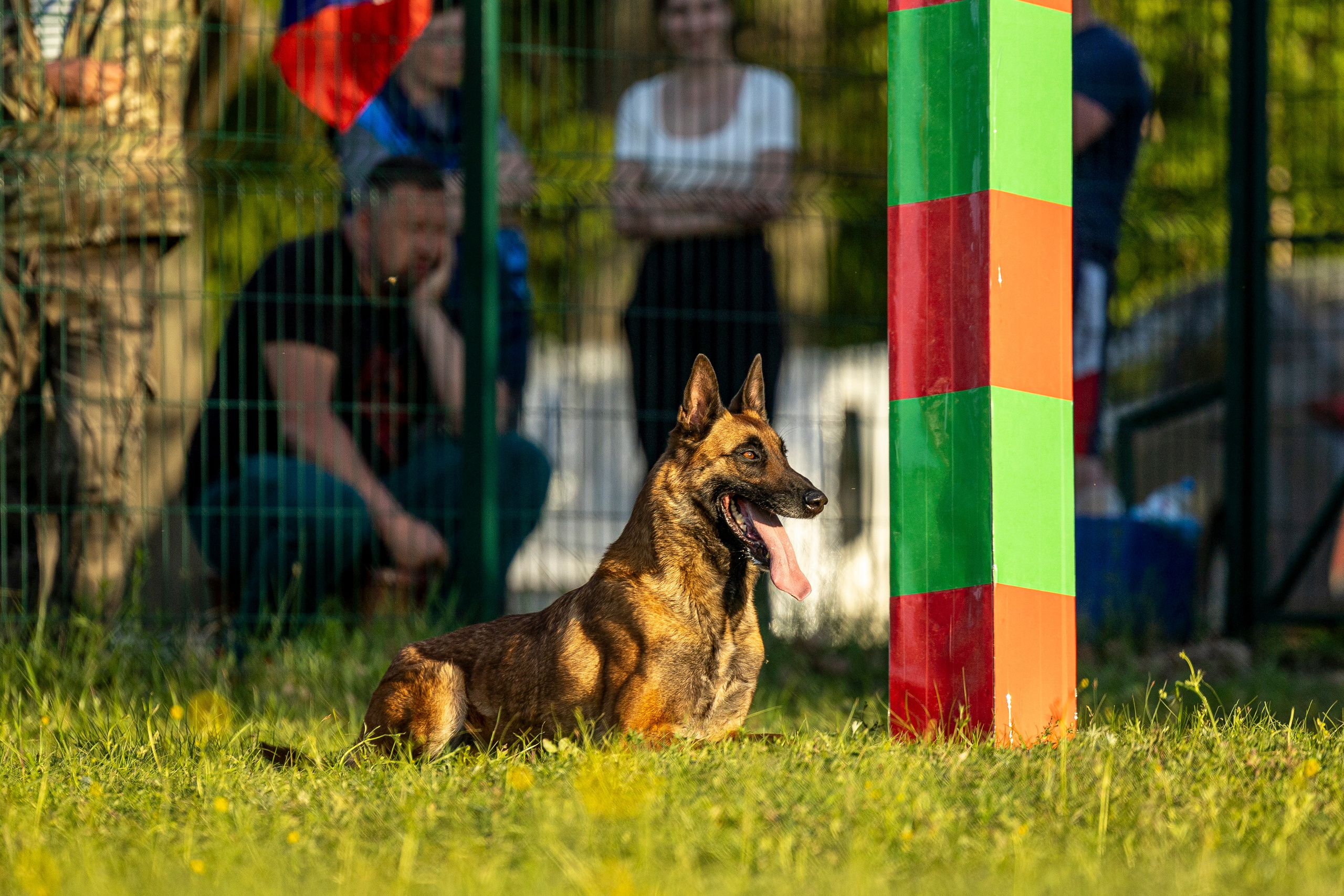 Испытания по мондьорингу в Нижнем Новгороде. Фотограф-анималист Анна Маринич