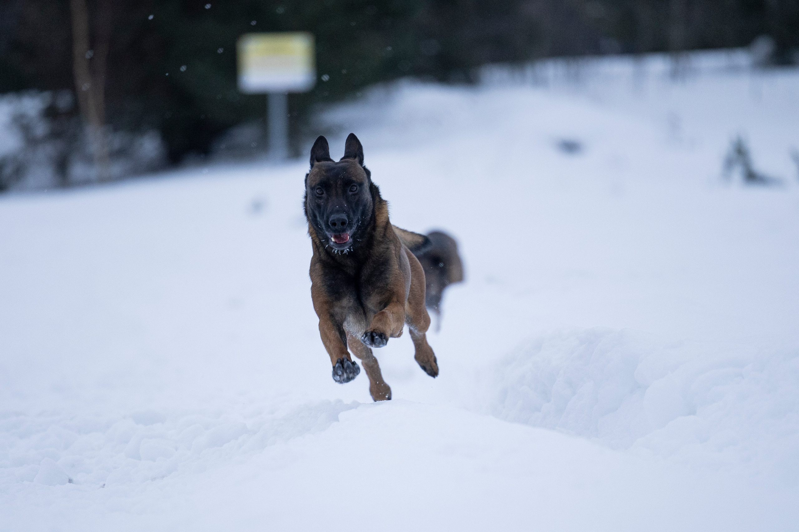 Цедра и Рики. Фотограф-анималист Анна Маринич