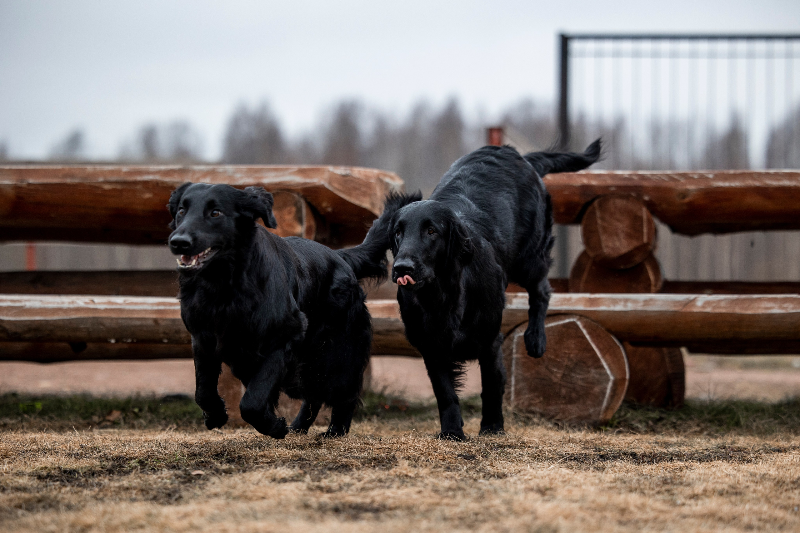 Ора, Ева, Рози и их семья. Фотограф — Анималист | Санкт-Петербург