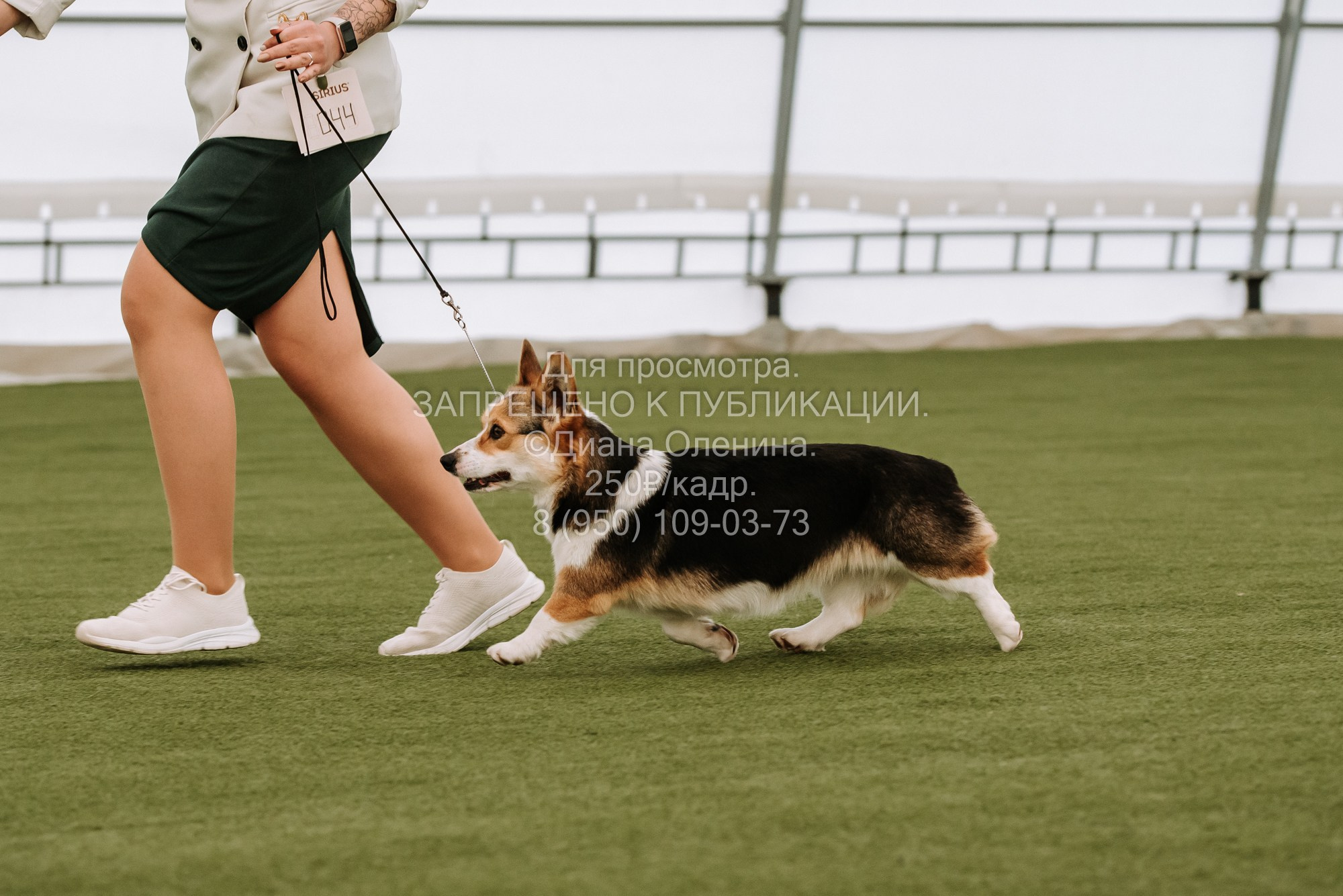 Выставка собак Красноярск 2.06. Фотограф Диана Оленина Красноярск / Братск