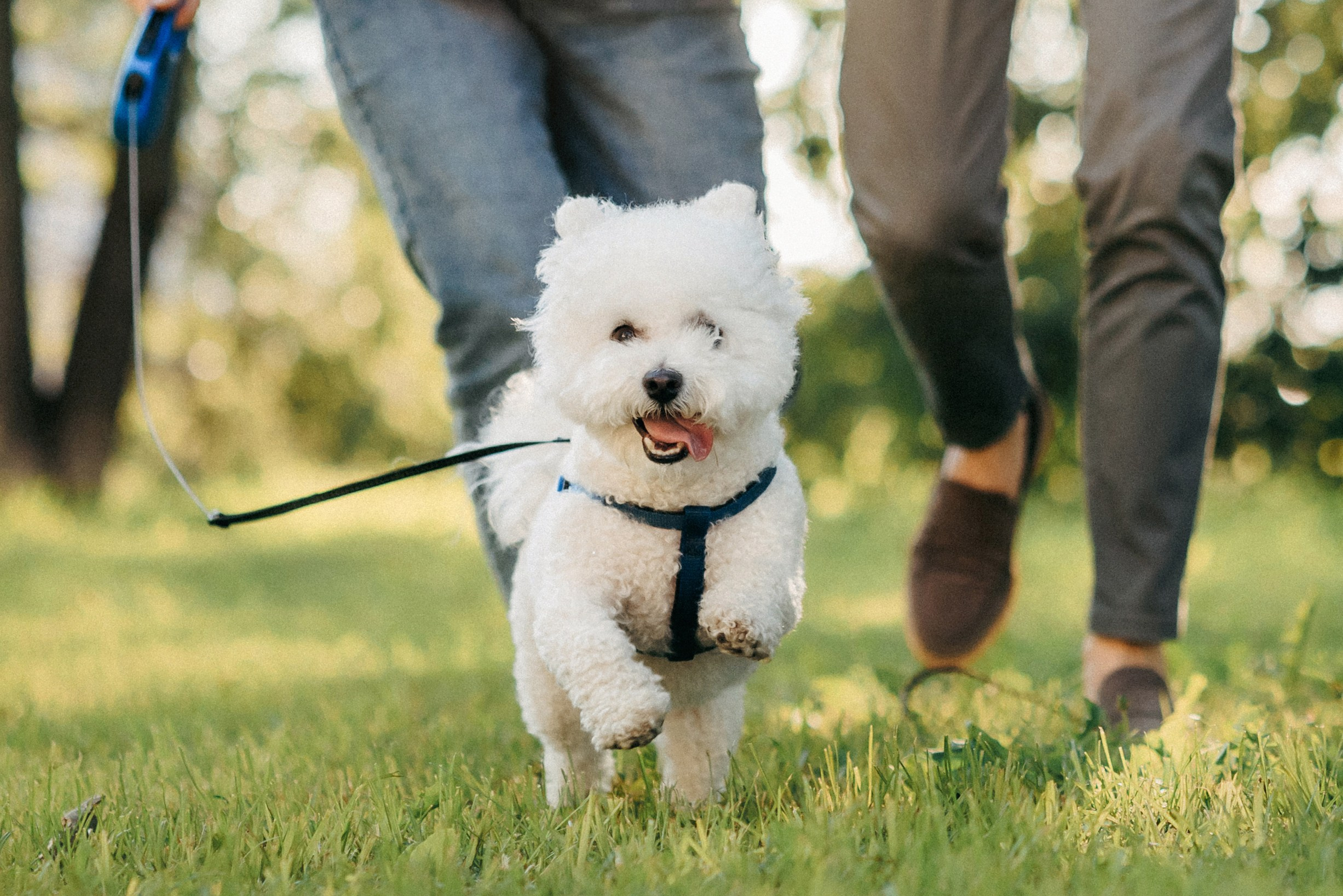 Марина, Данил и Бруно. Фотограф-анималист Елена Радченко, Москва